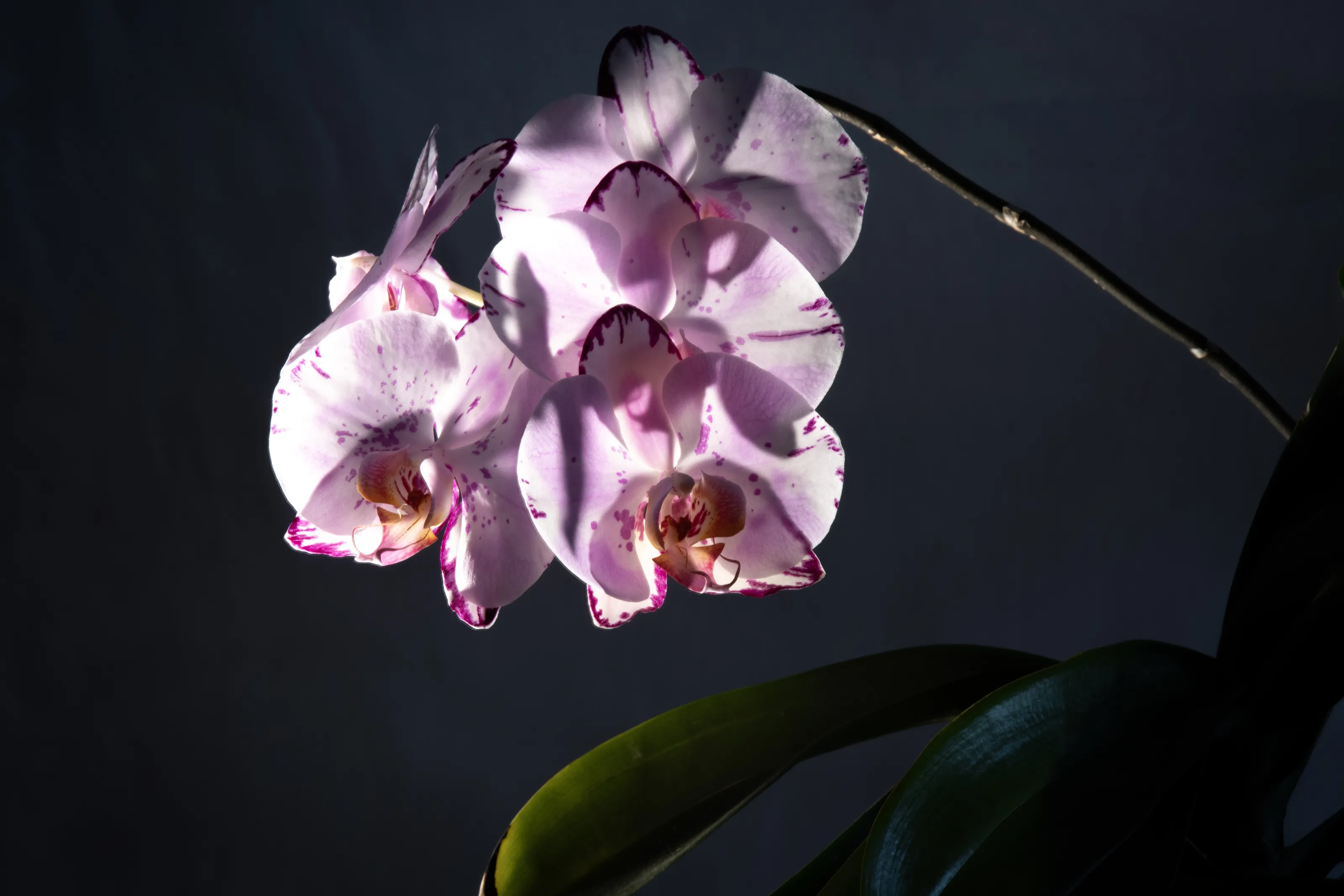 Orchids (in colour)
