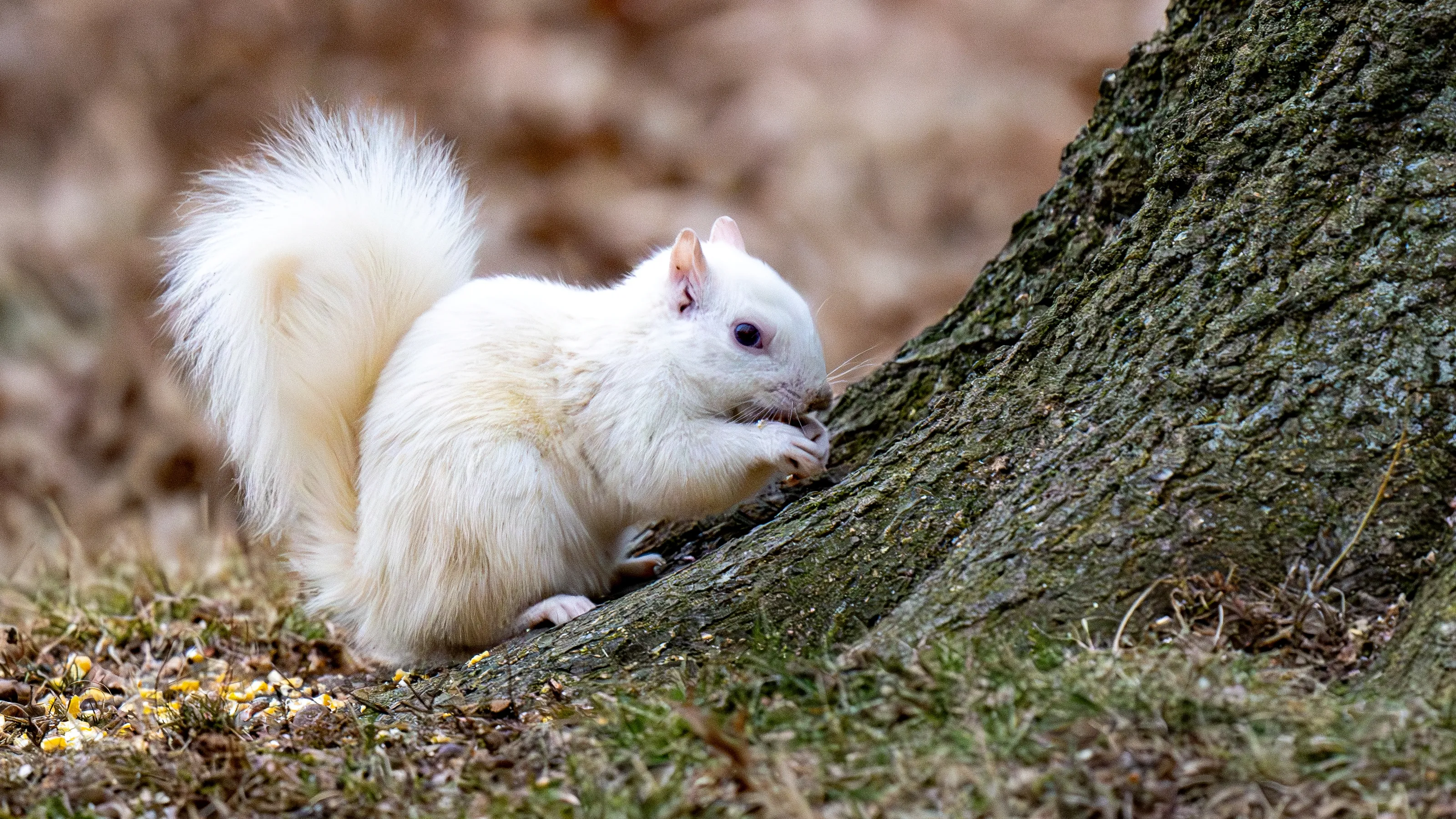 Squirrels