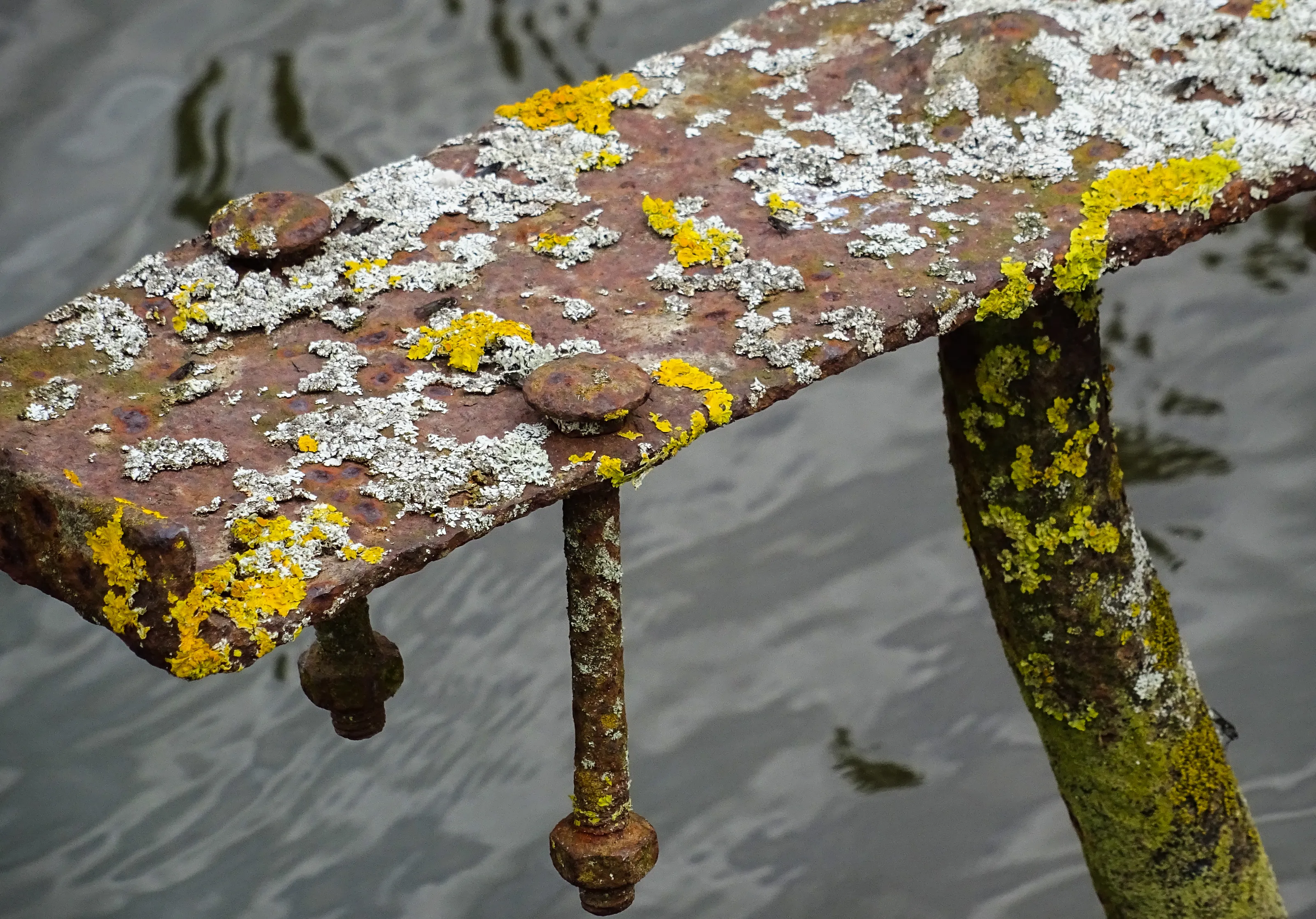 Moss and Lichen (in colour)