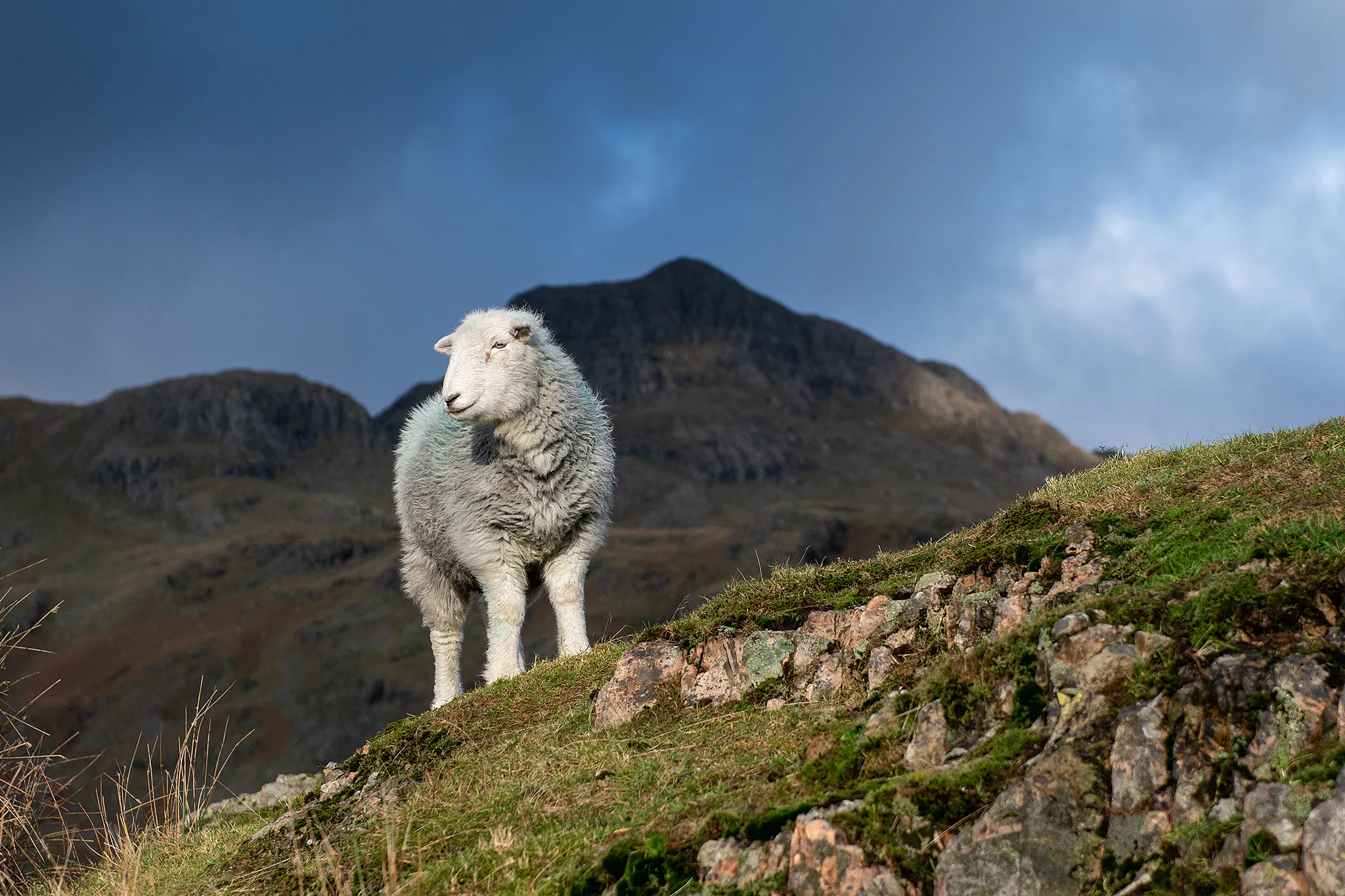 Sheep