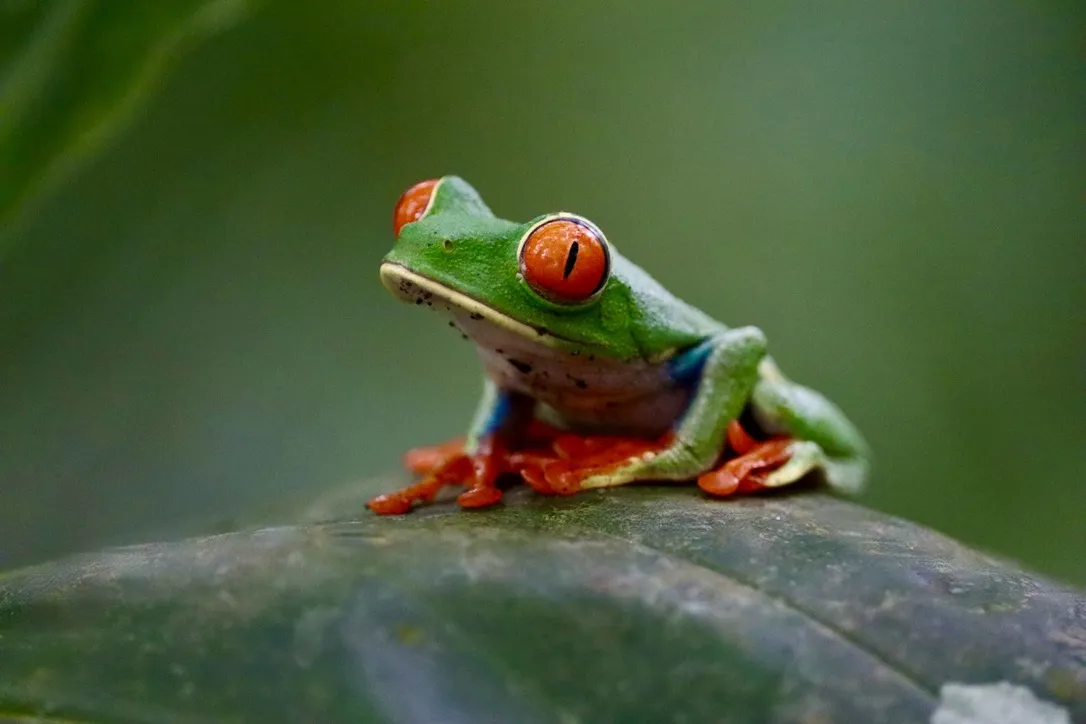 Frogs (in colour)