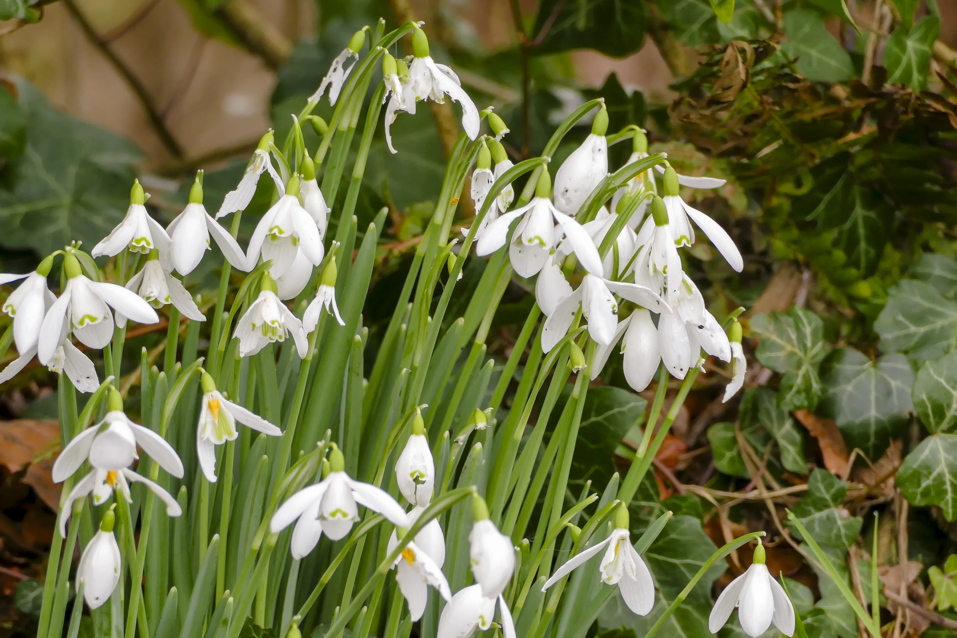 Snowdrops