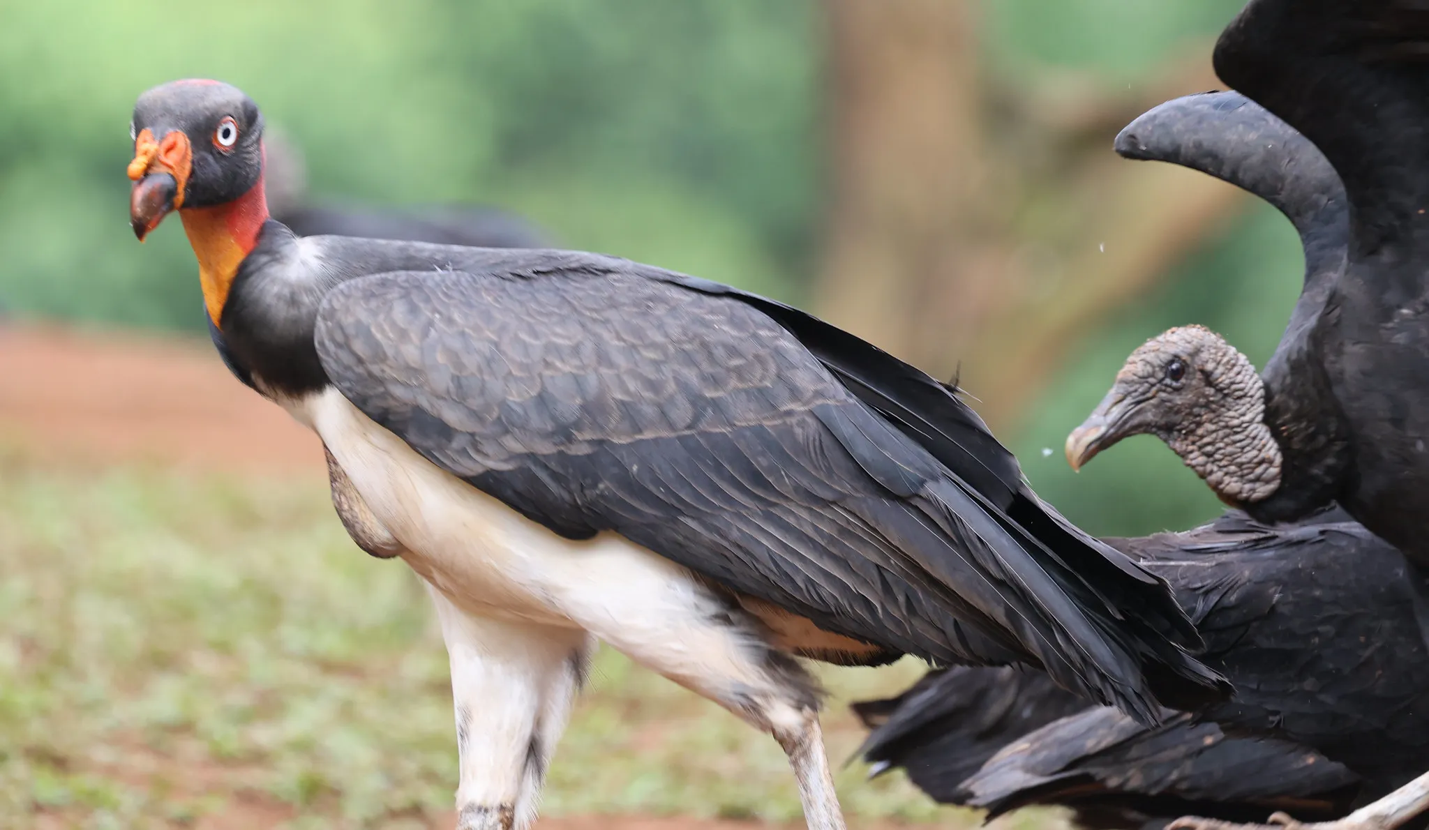 Vultures (the birds)