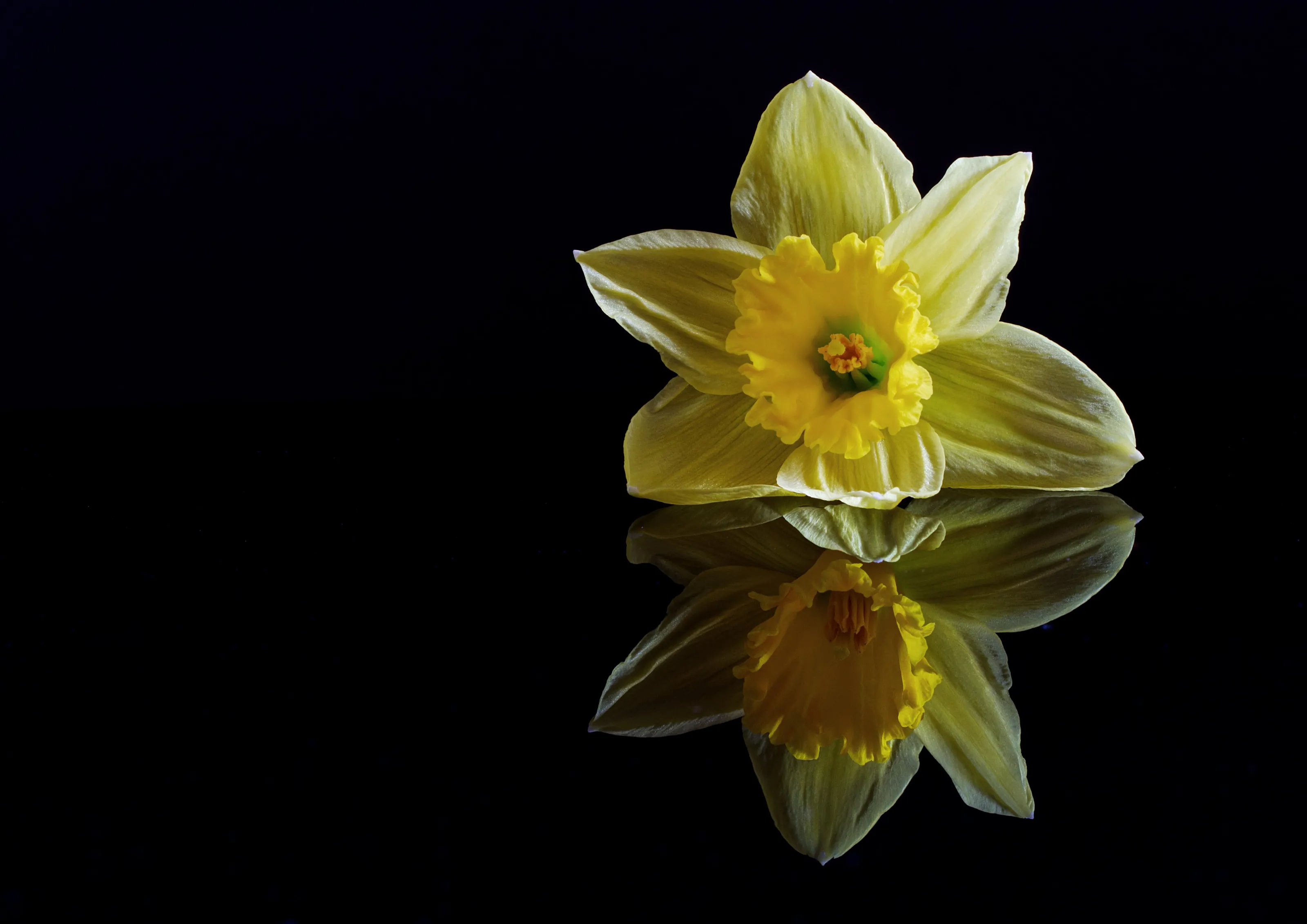 Daffodils