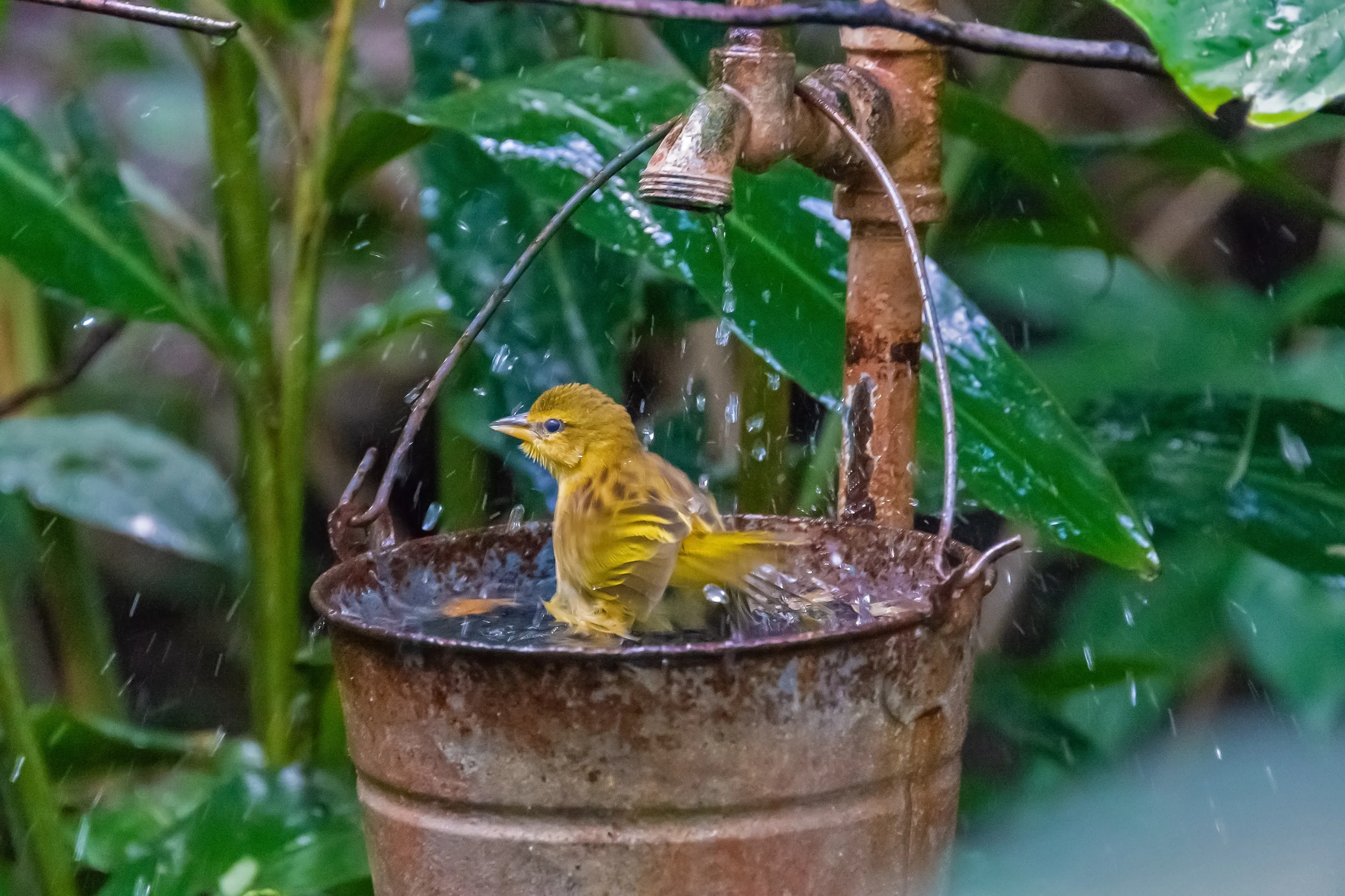 Birds at a Manmade Birdbath