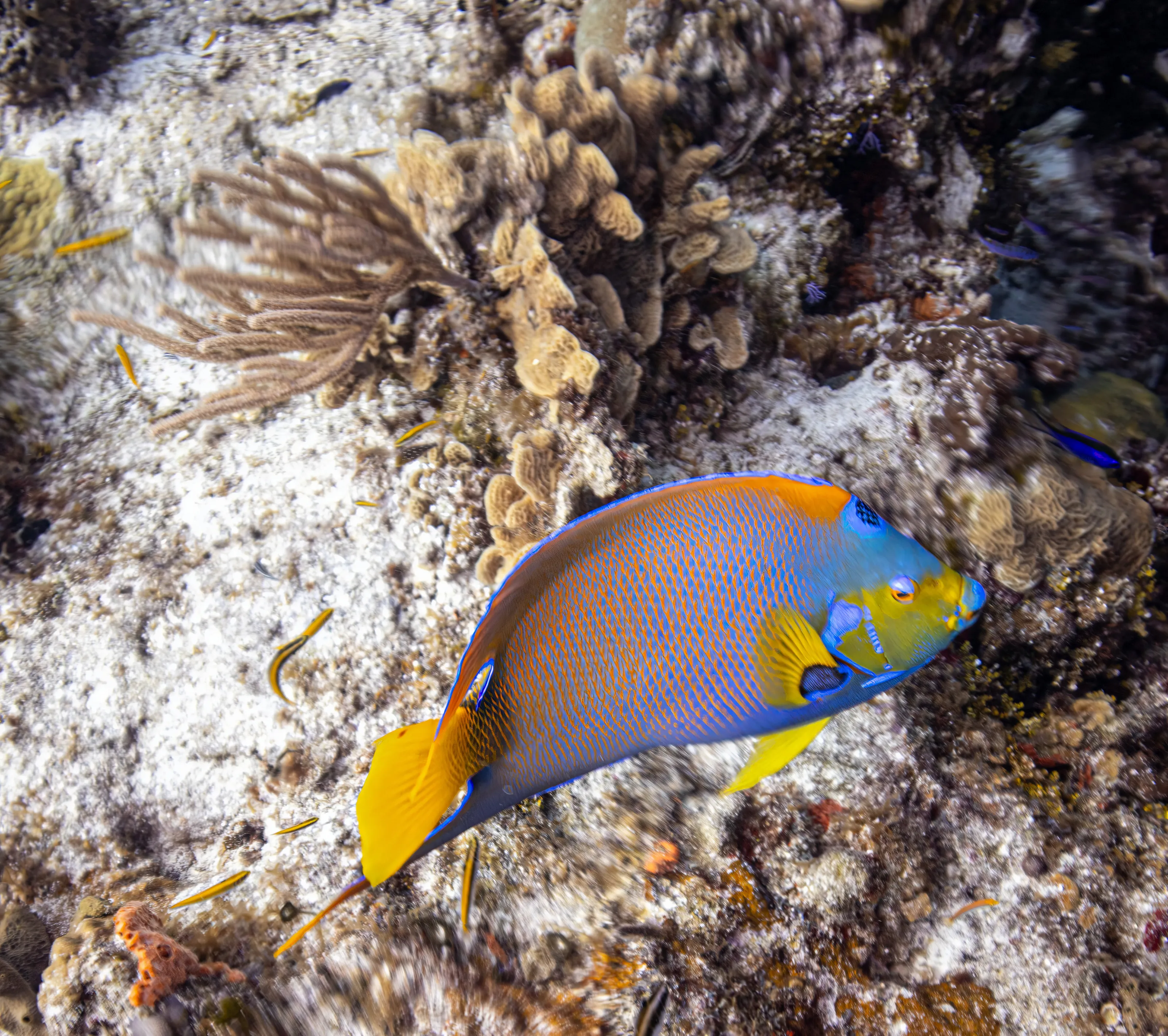 Small Sea Creatures Under the Water