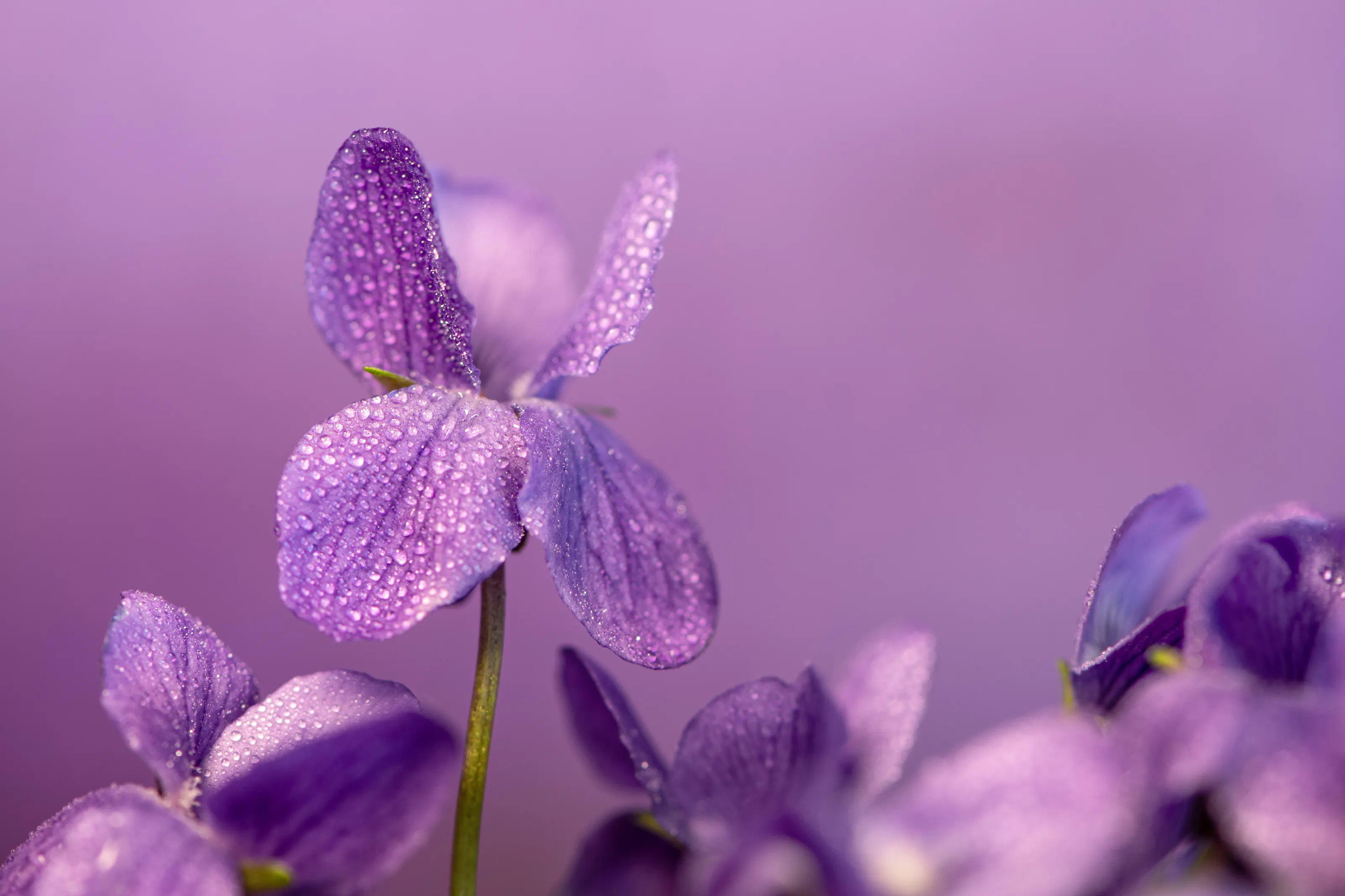 Water Droplets on Surfaces (in colour)