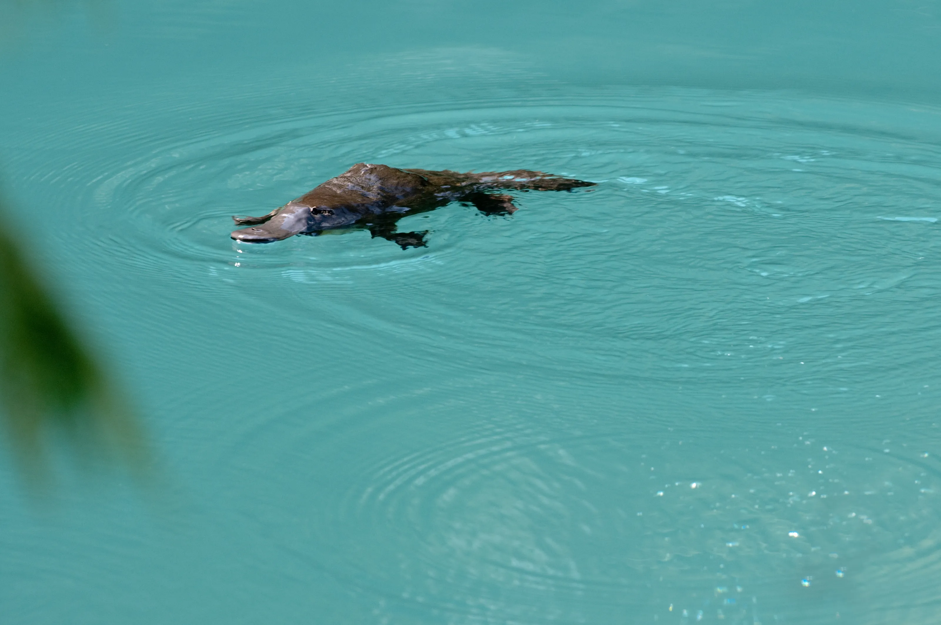 Native Animals of Australia