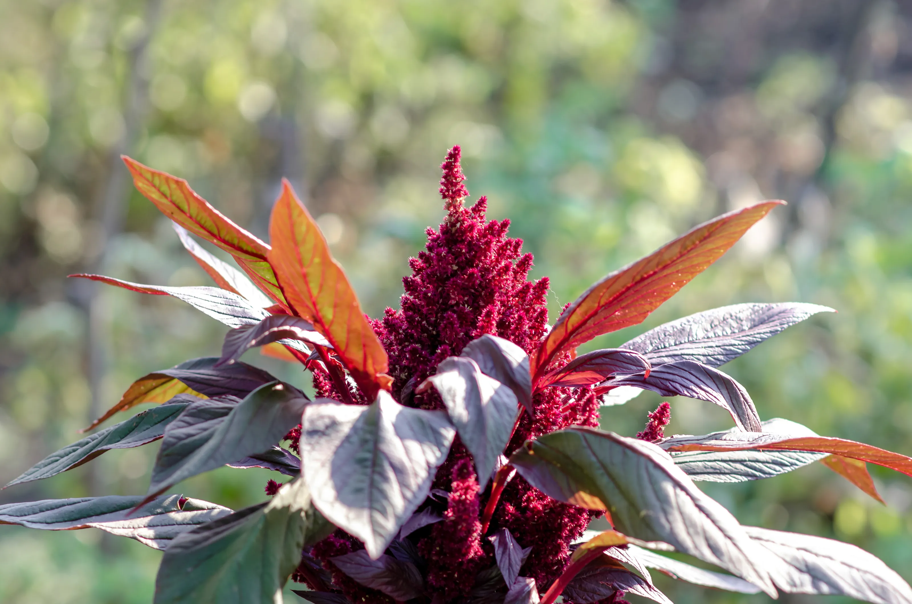 Weird and Unusual Flowers