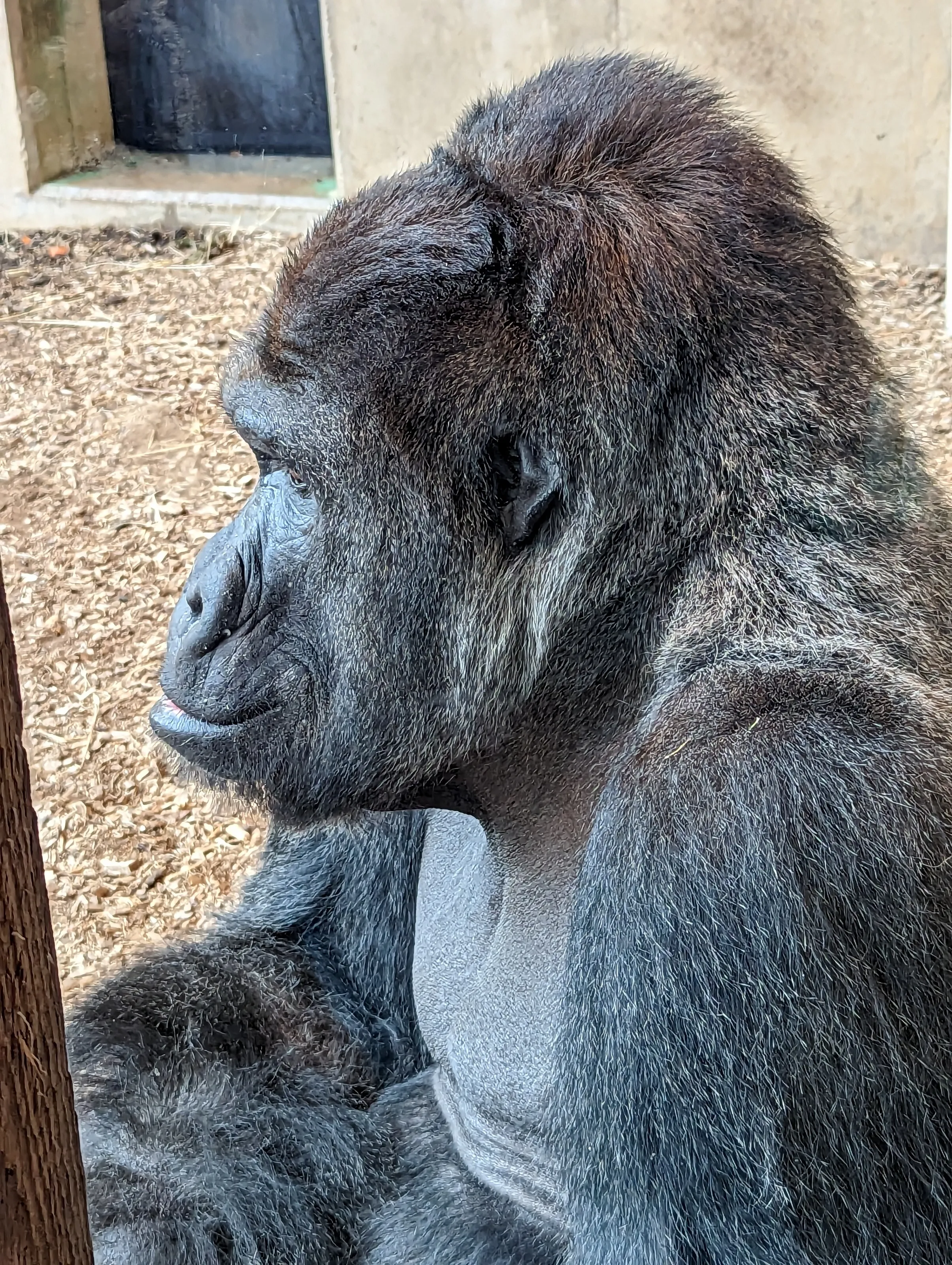 Animals in Captivity (not pets or farm animals)