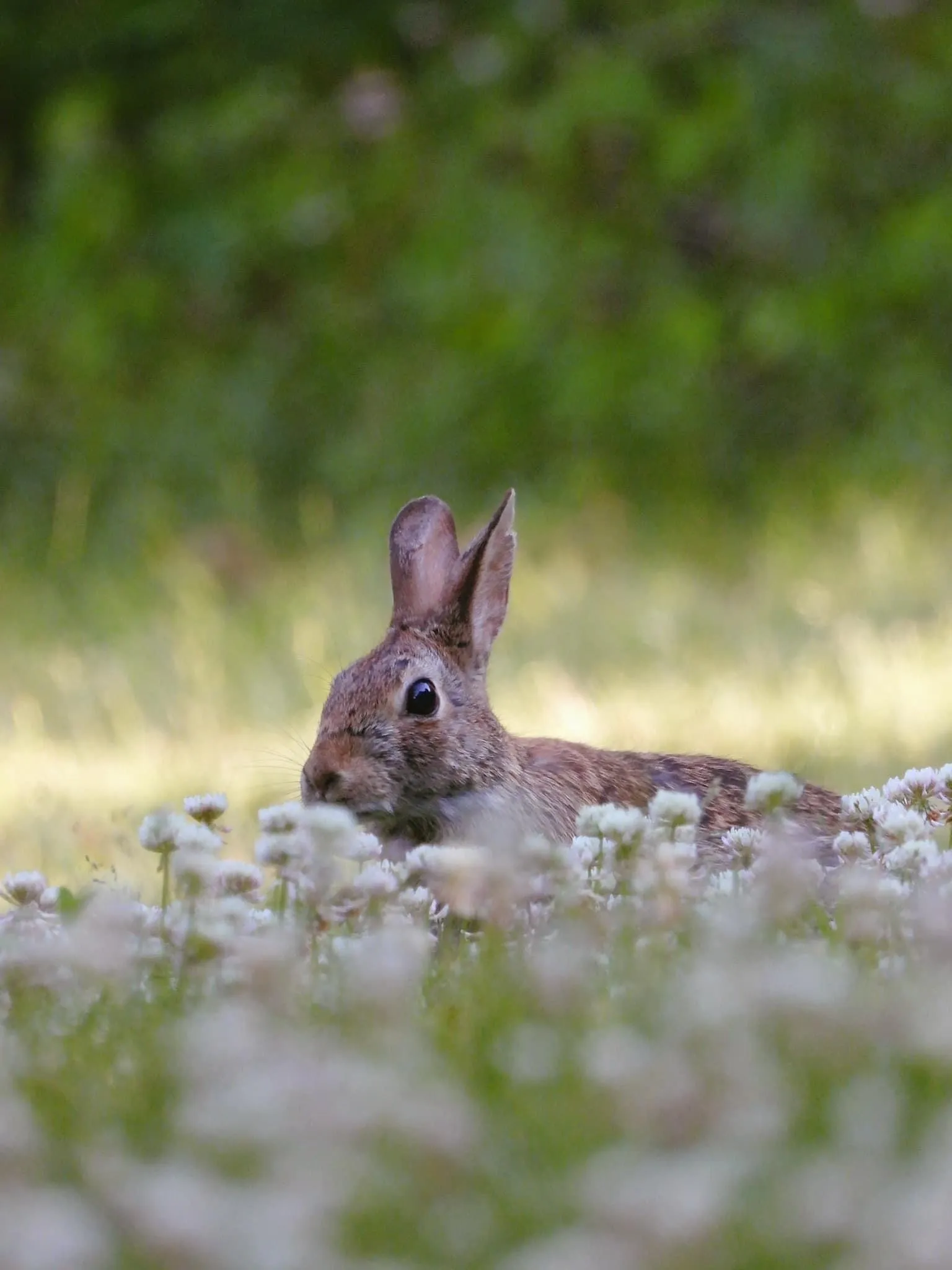 Rabbits and Hares Outdoors