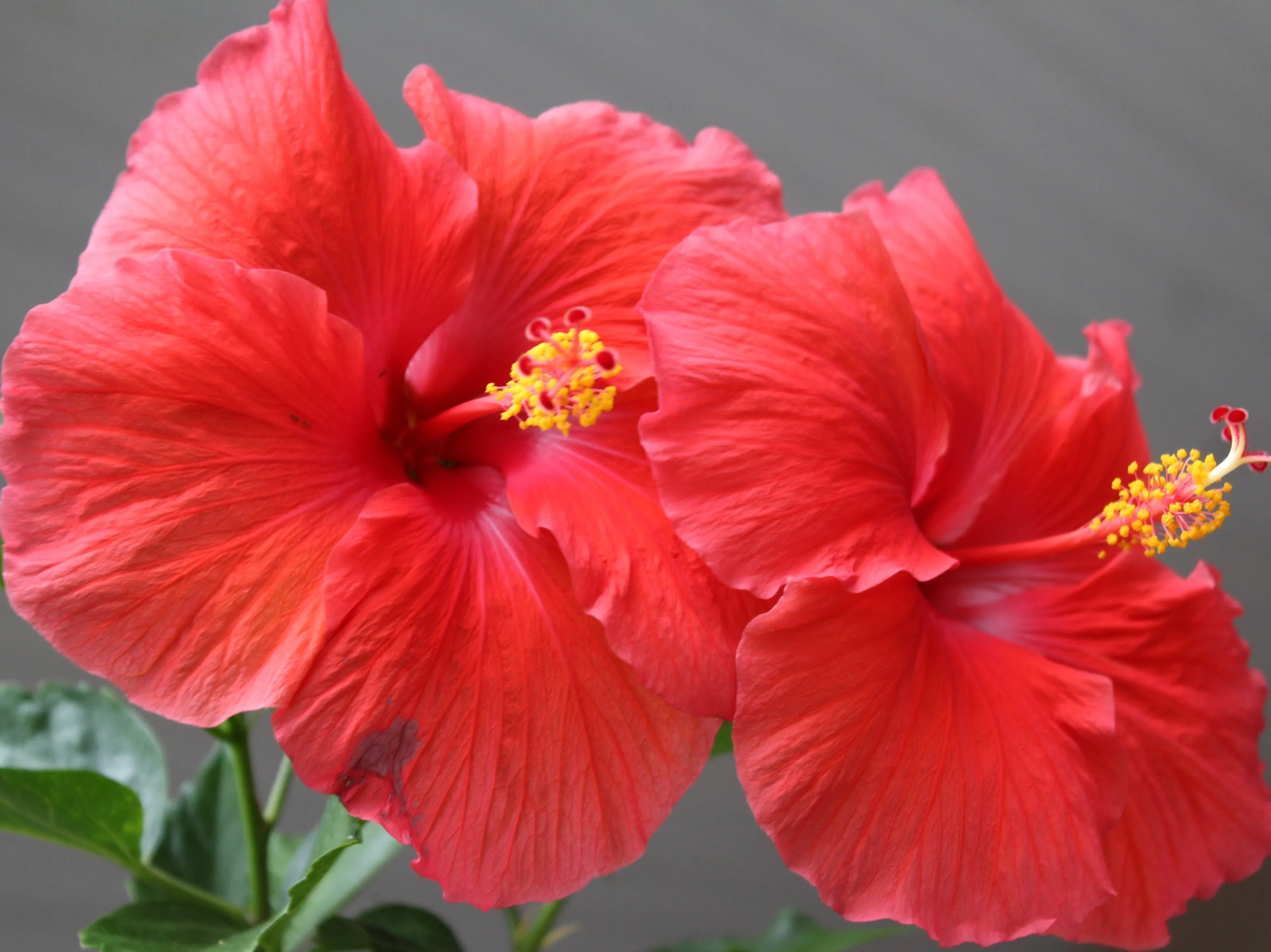 Hibiscus Flowers (in colour)