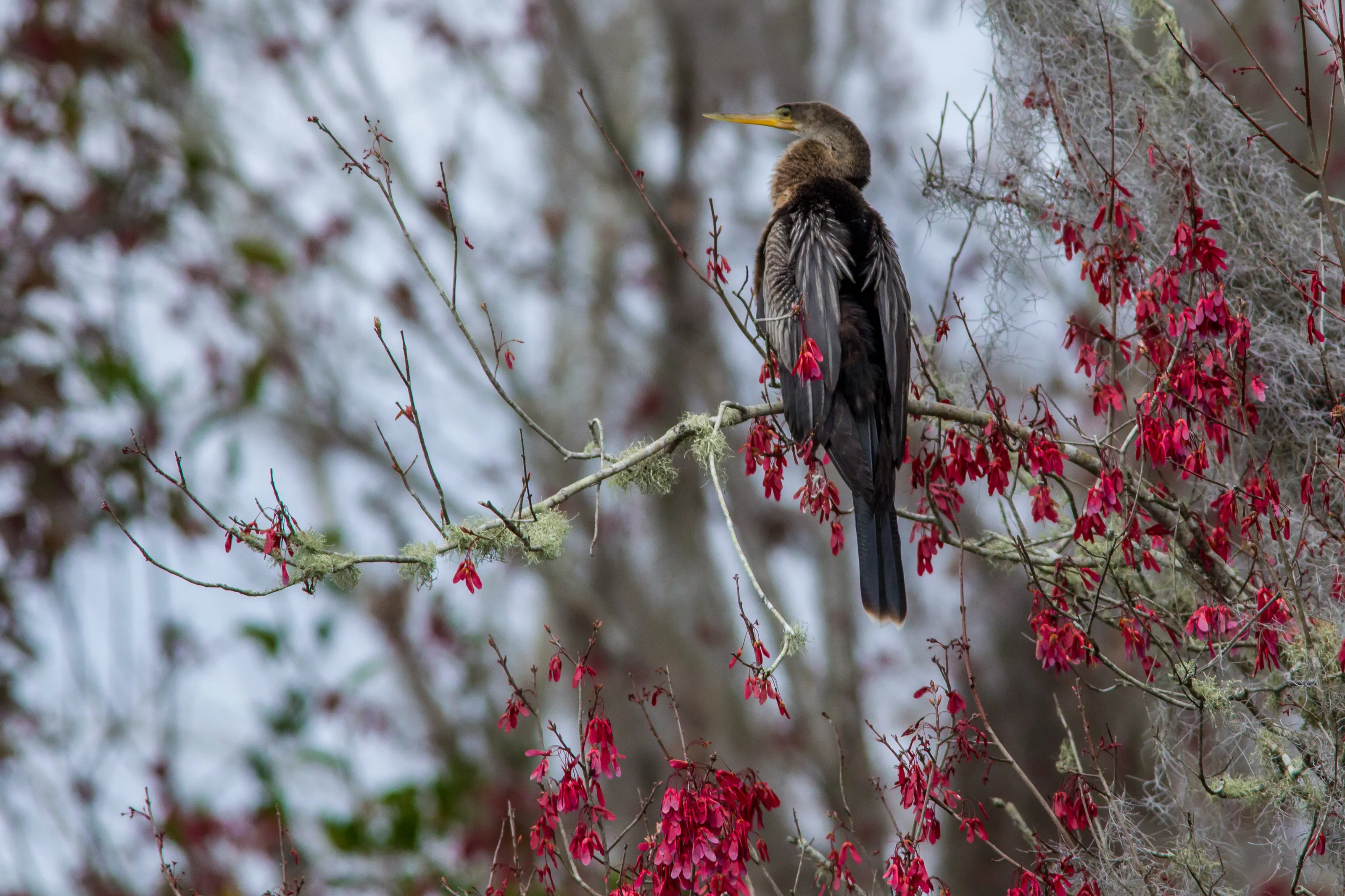 Floridan Anhinga at rest