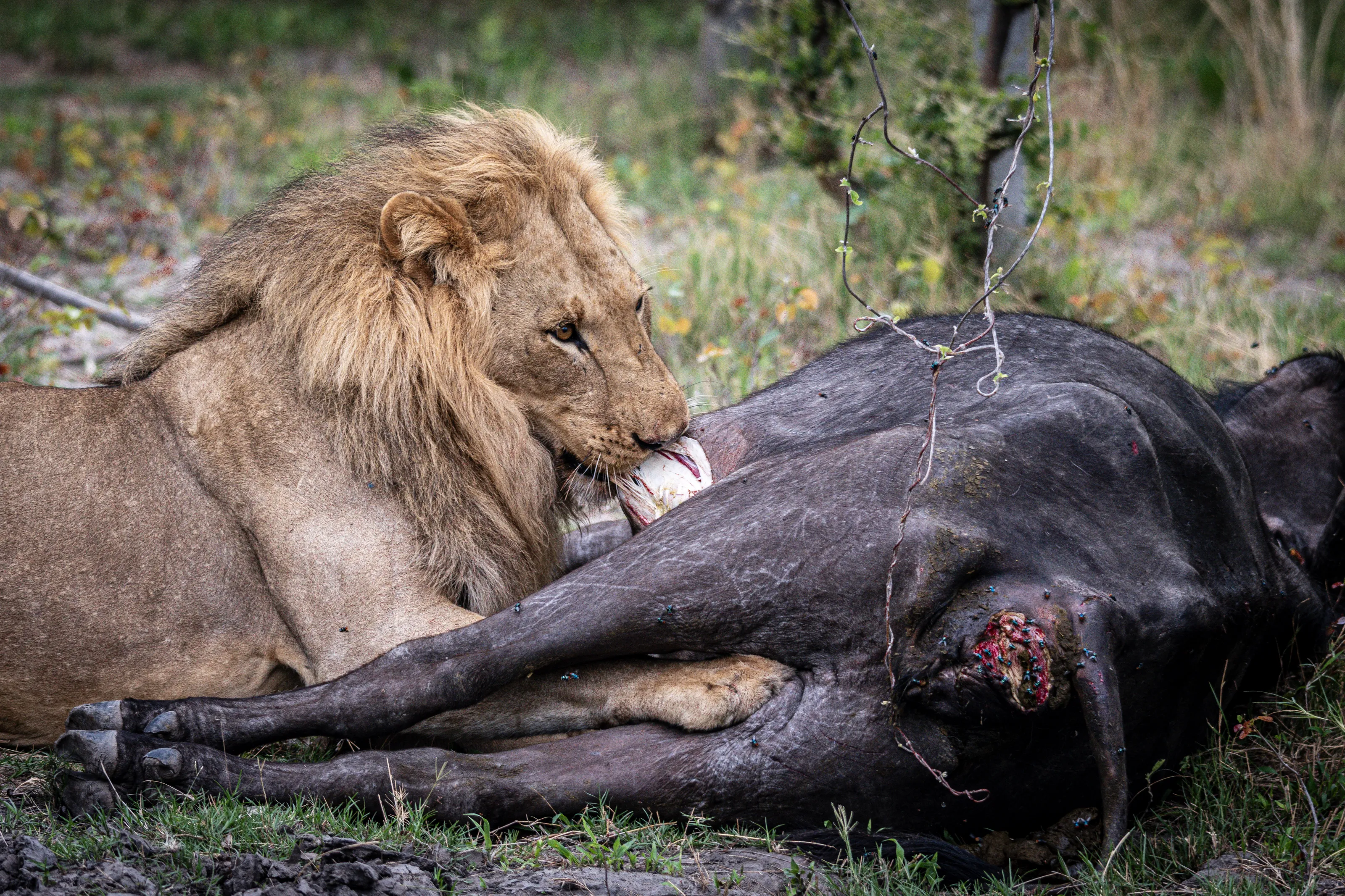 Predators and their Prey