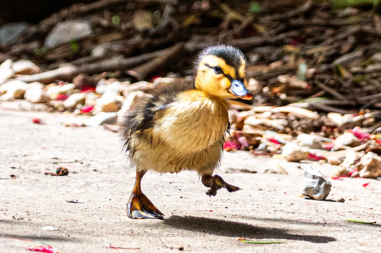 Baby Animals