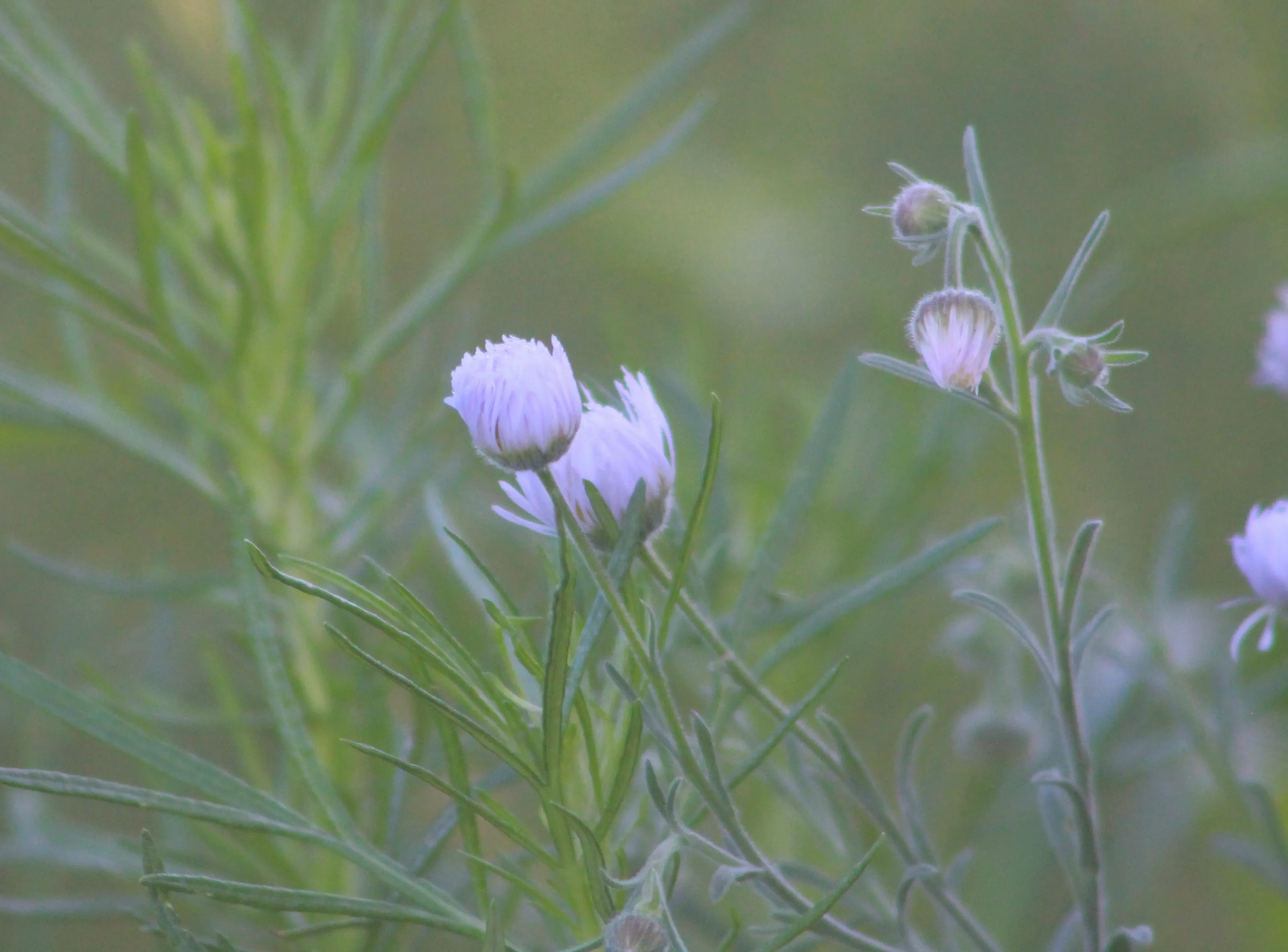 Pastel Colours in Nature