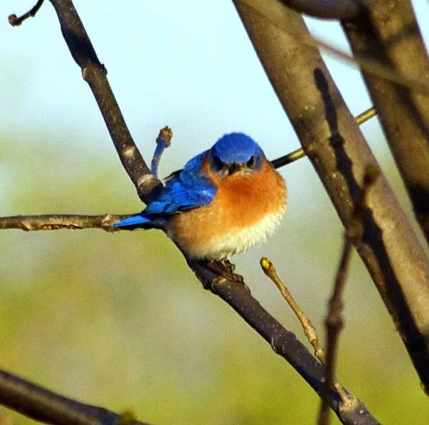 Birds that have Blue Plumage