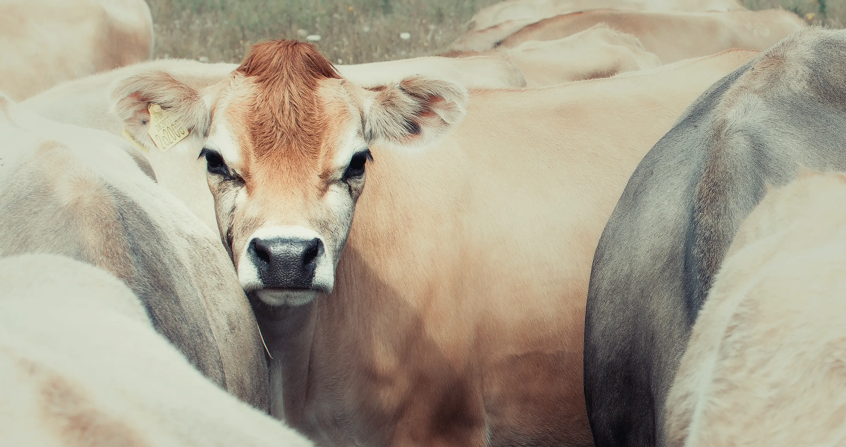 Cattle, Bison and Buffalo