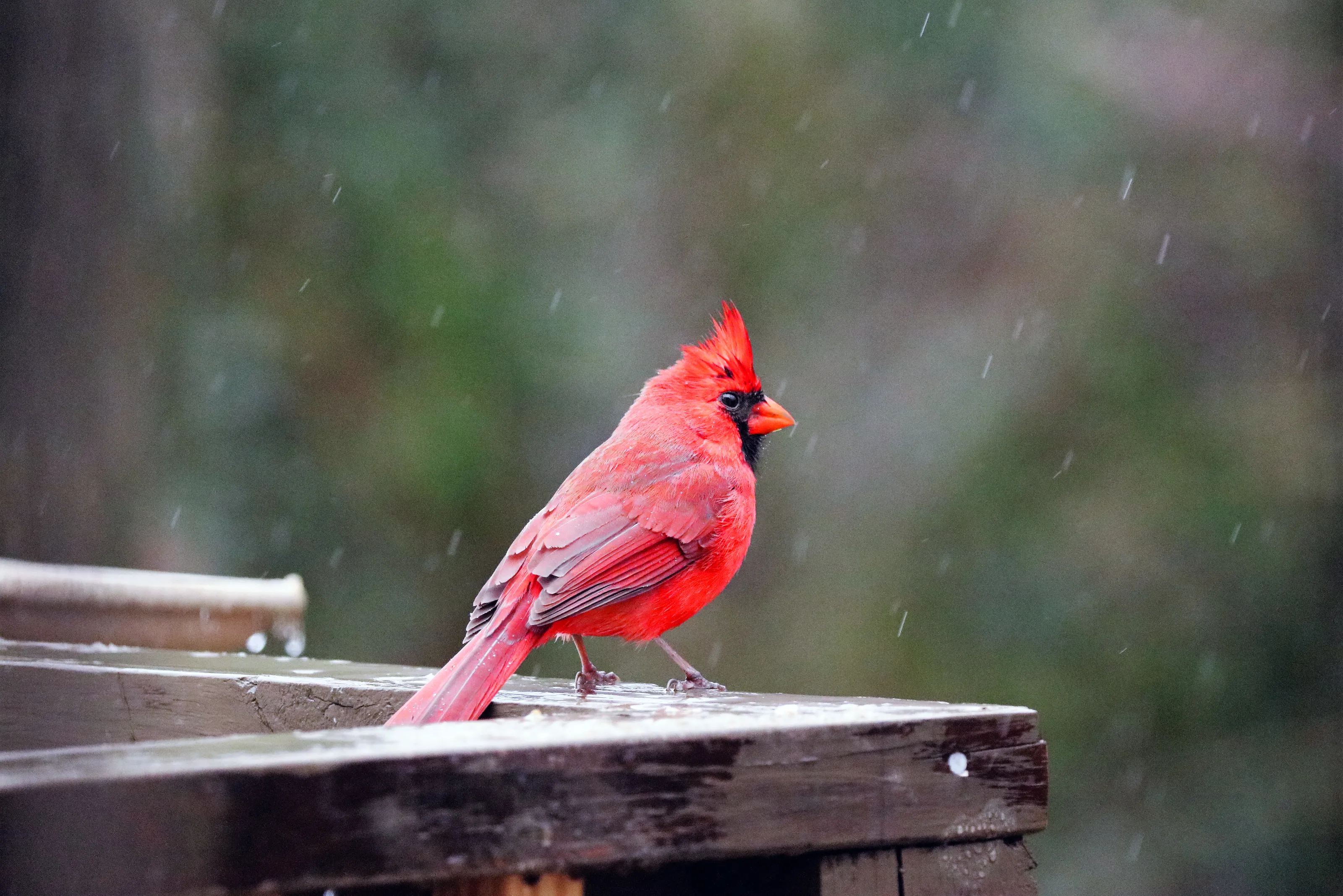 Animals in the Rain