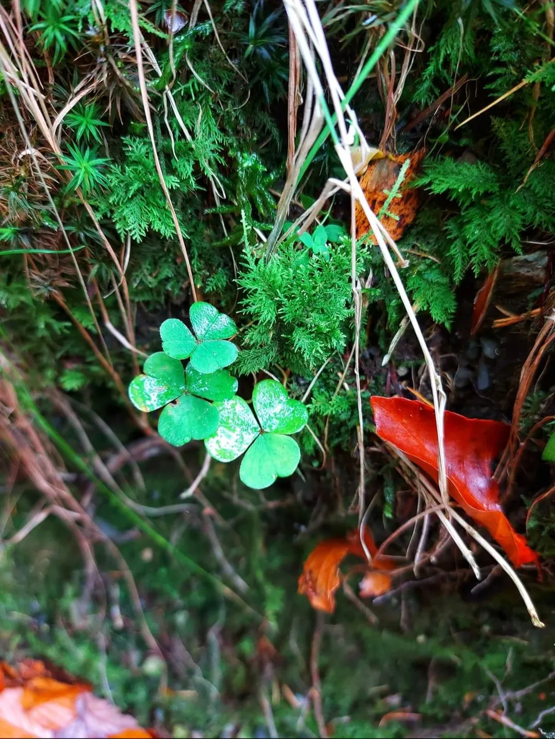 All Things Irish