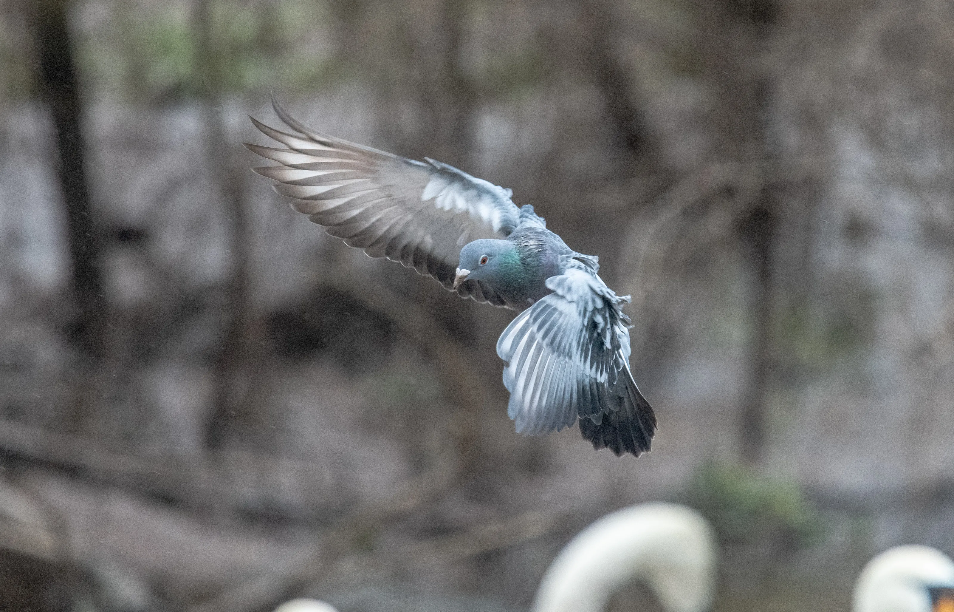 Pigeons in Flight