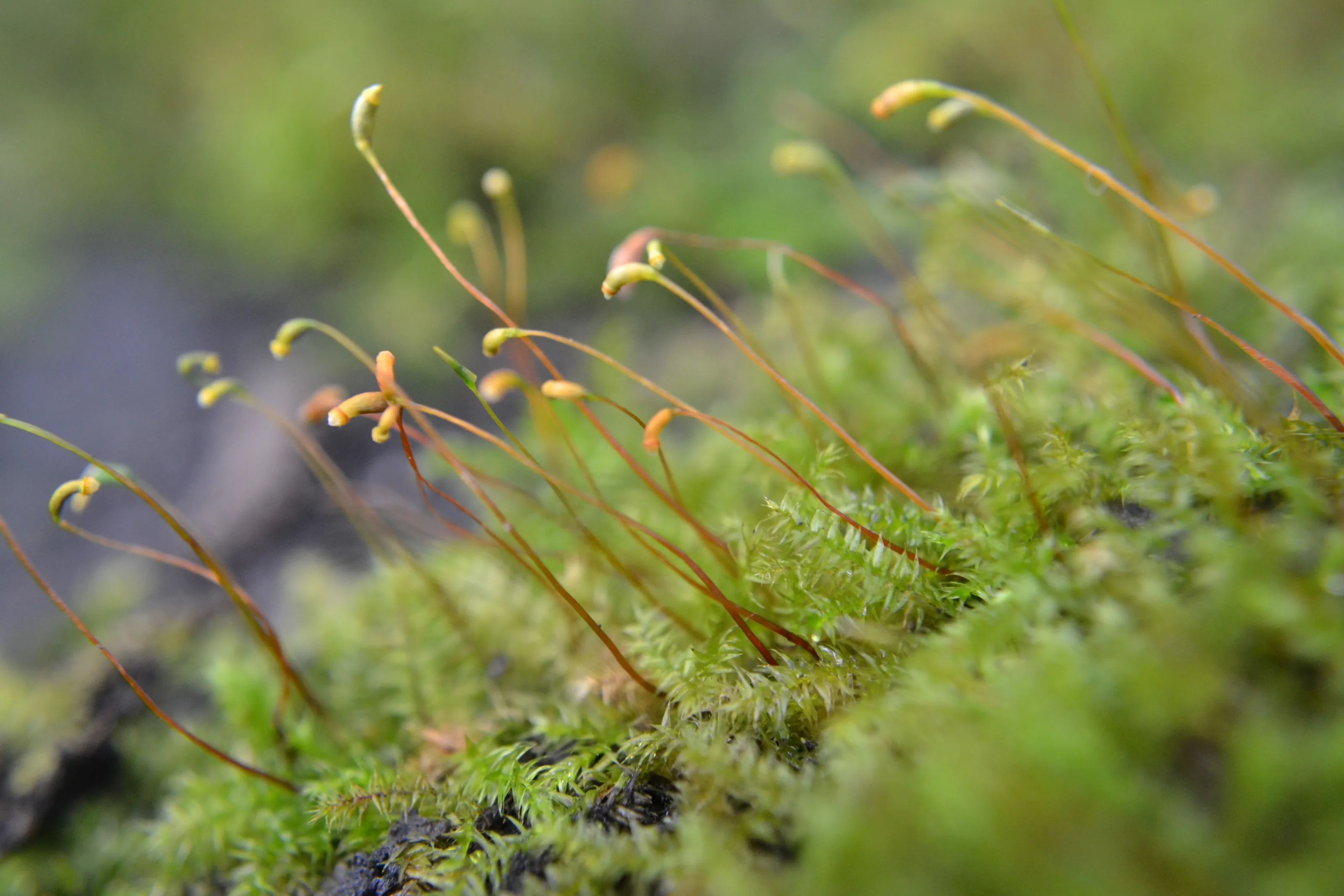 Tiny Things