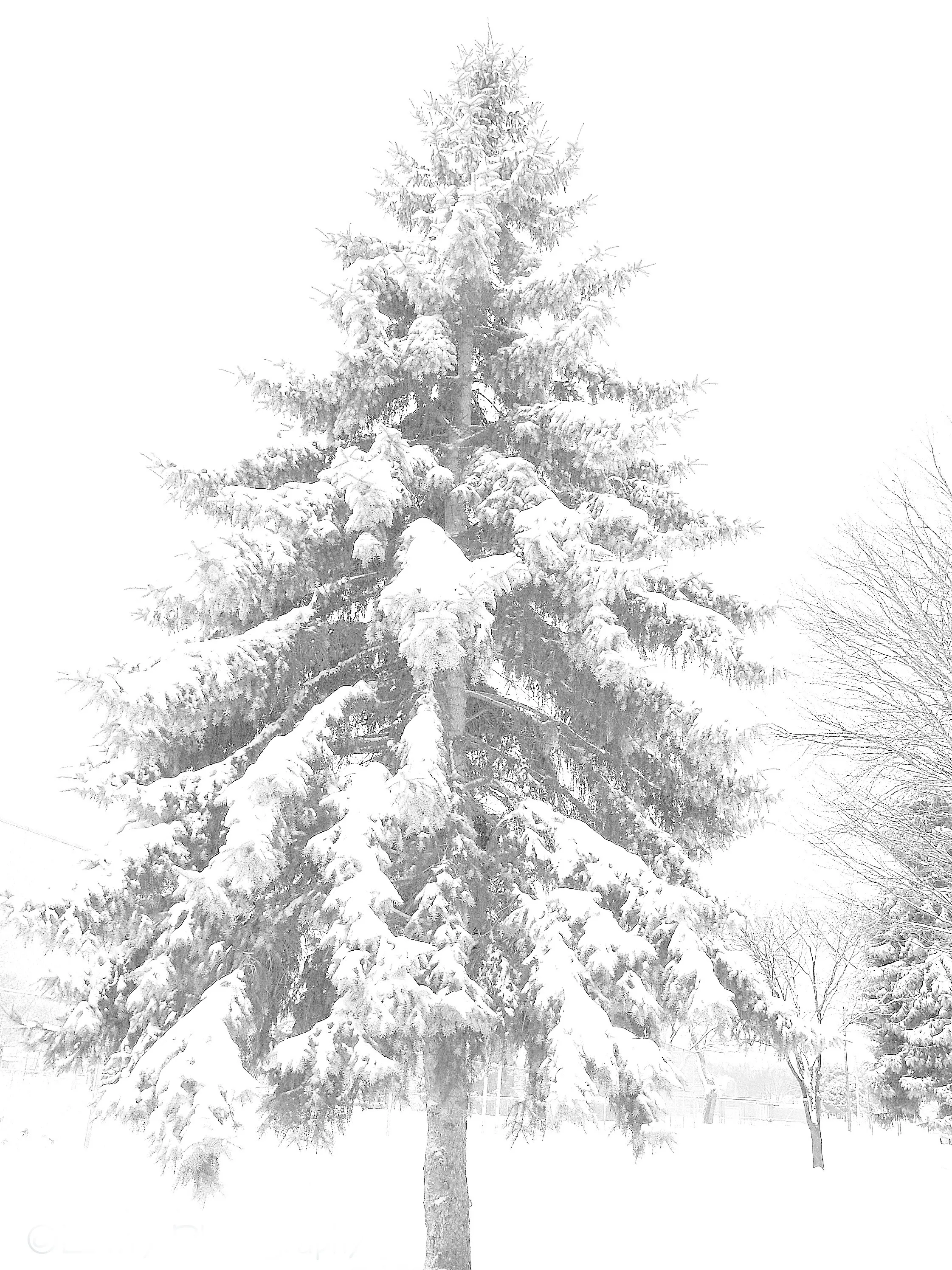 Trees in Black and White