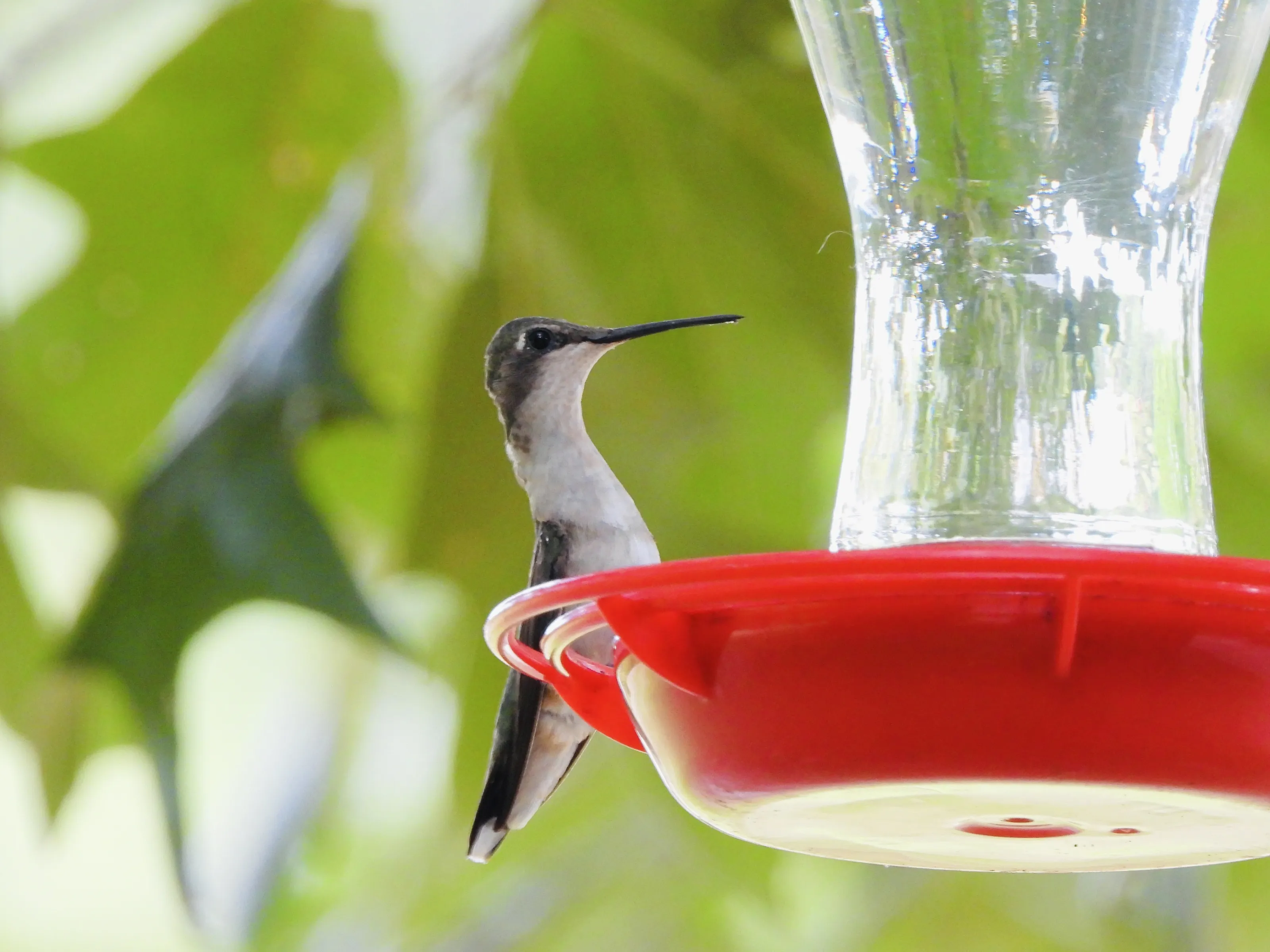 Hummingbirds