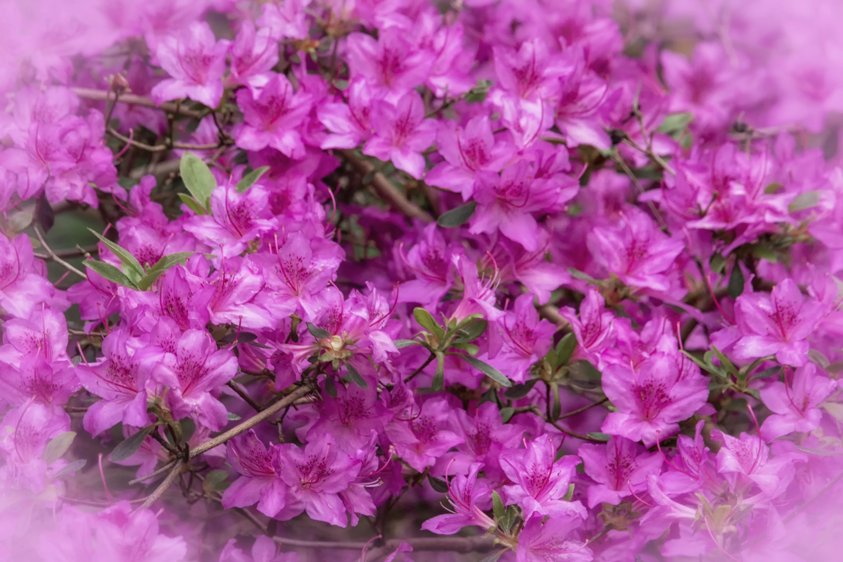 Rhododendron and Azalea Flowers (in colour)
