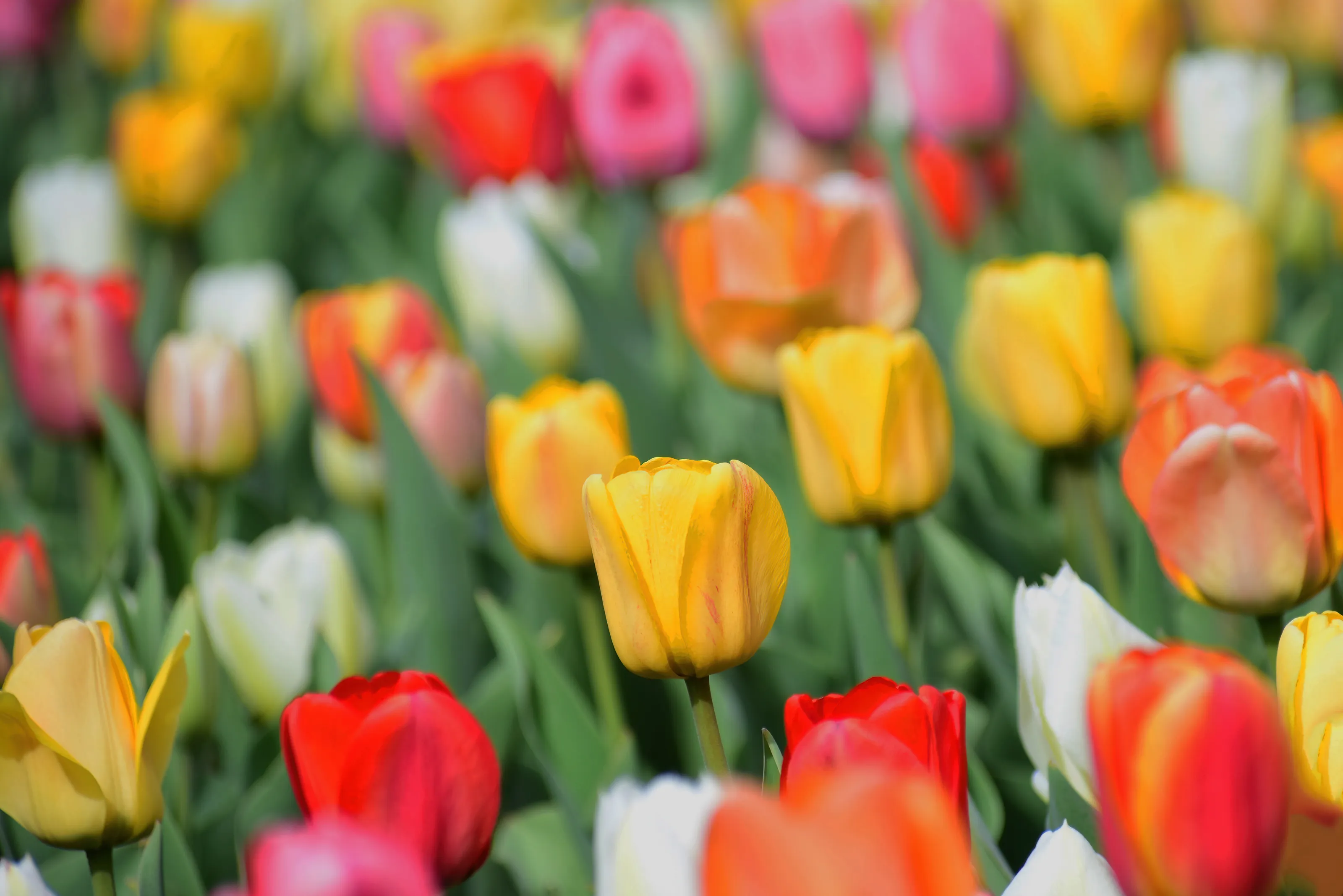 Spring Flowers (in colour)