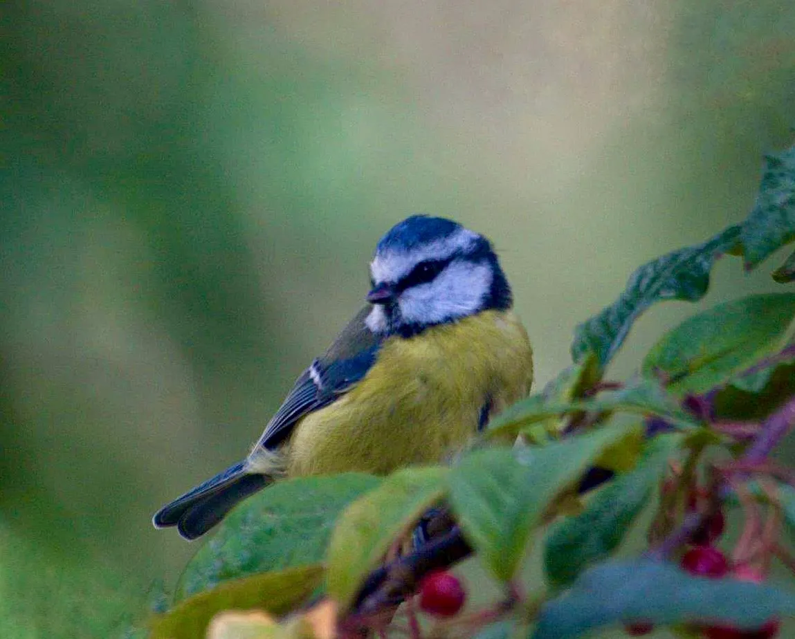 Shallow Depth of Field