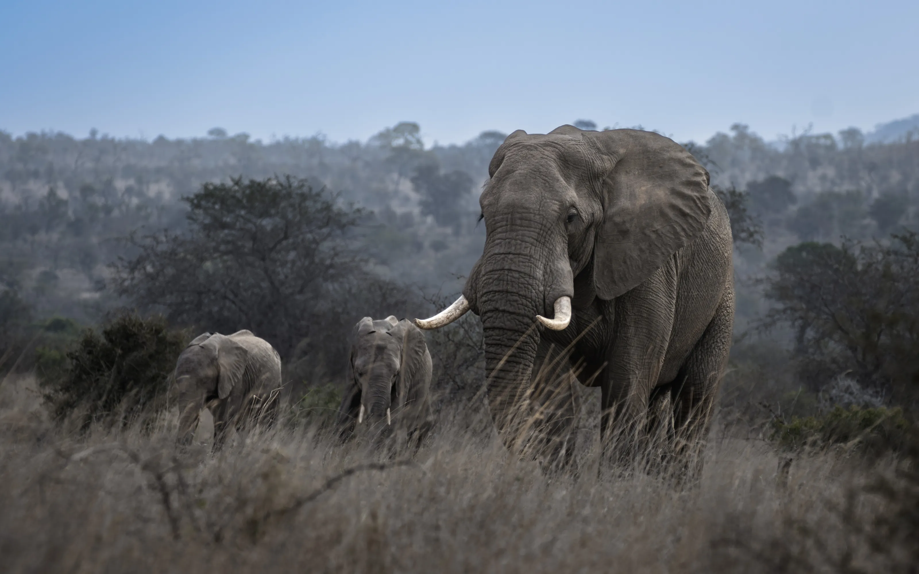Elephants (in colour)