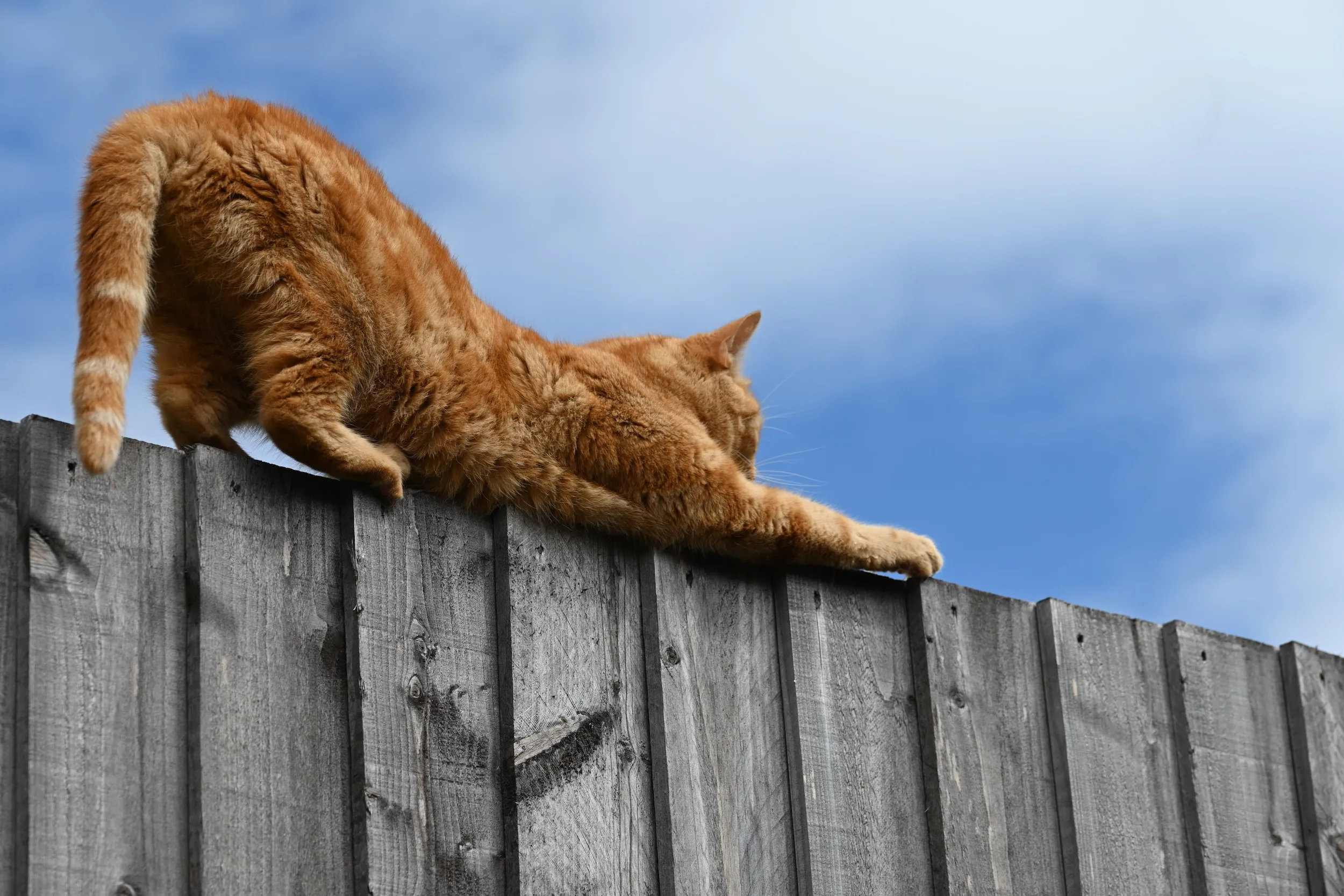 People or Animals Stretching