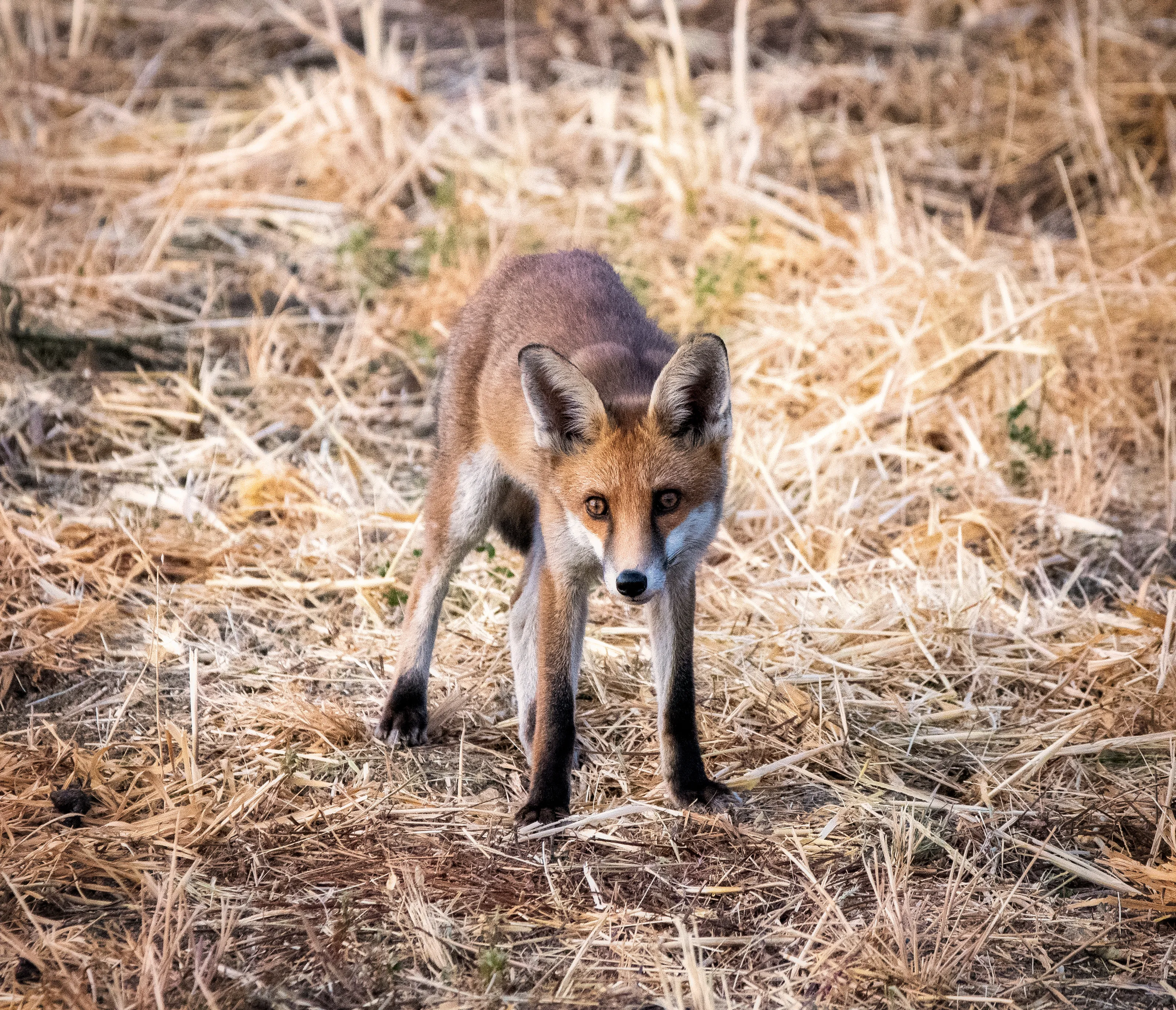 A Lone Fox