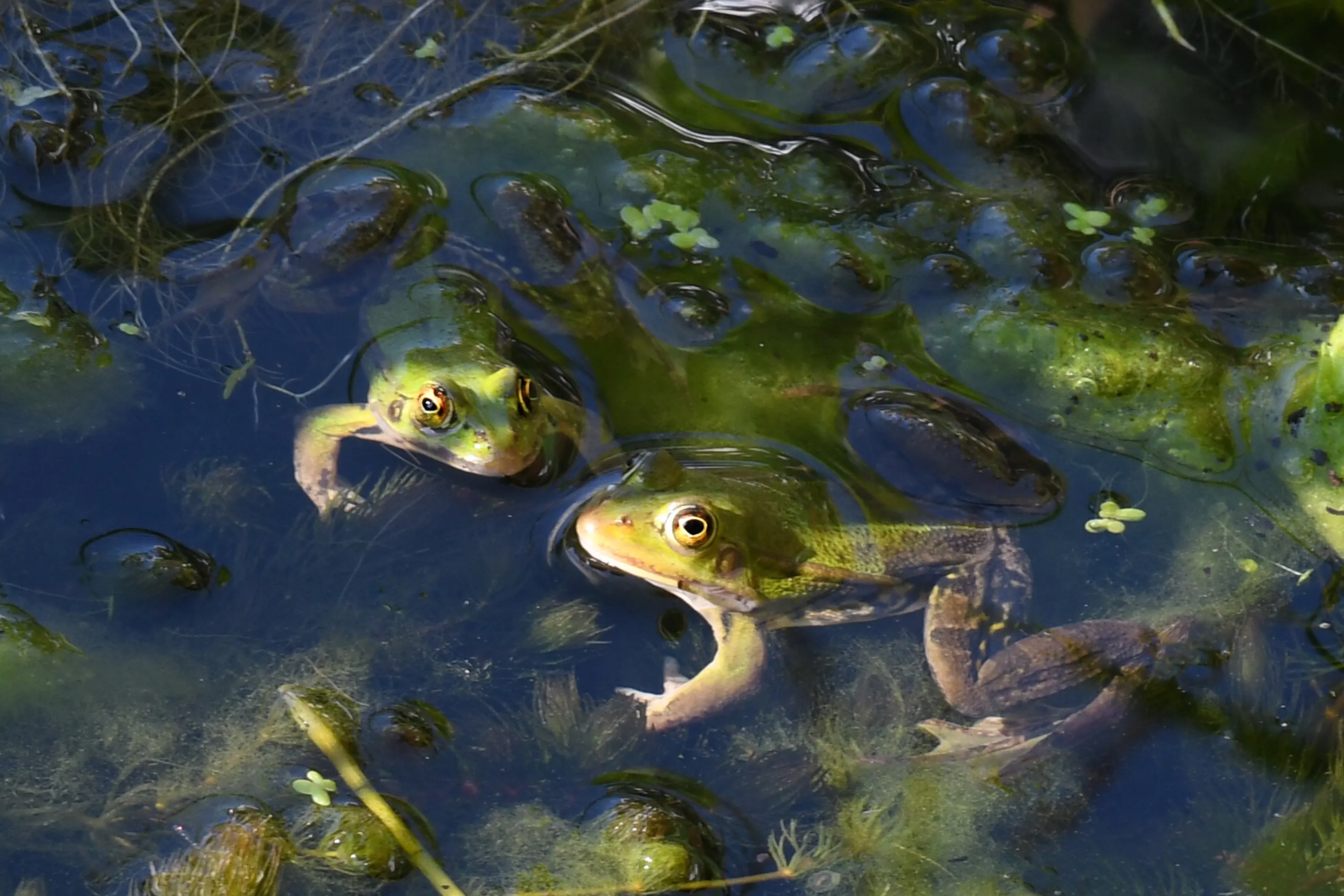 Two or More Frogs