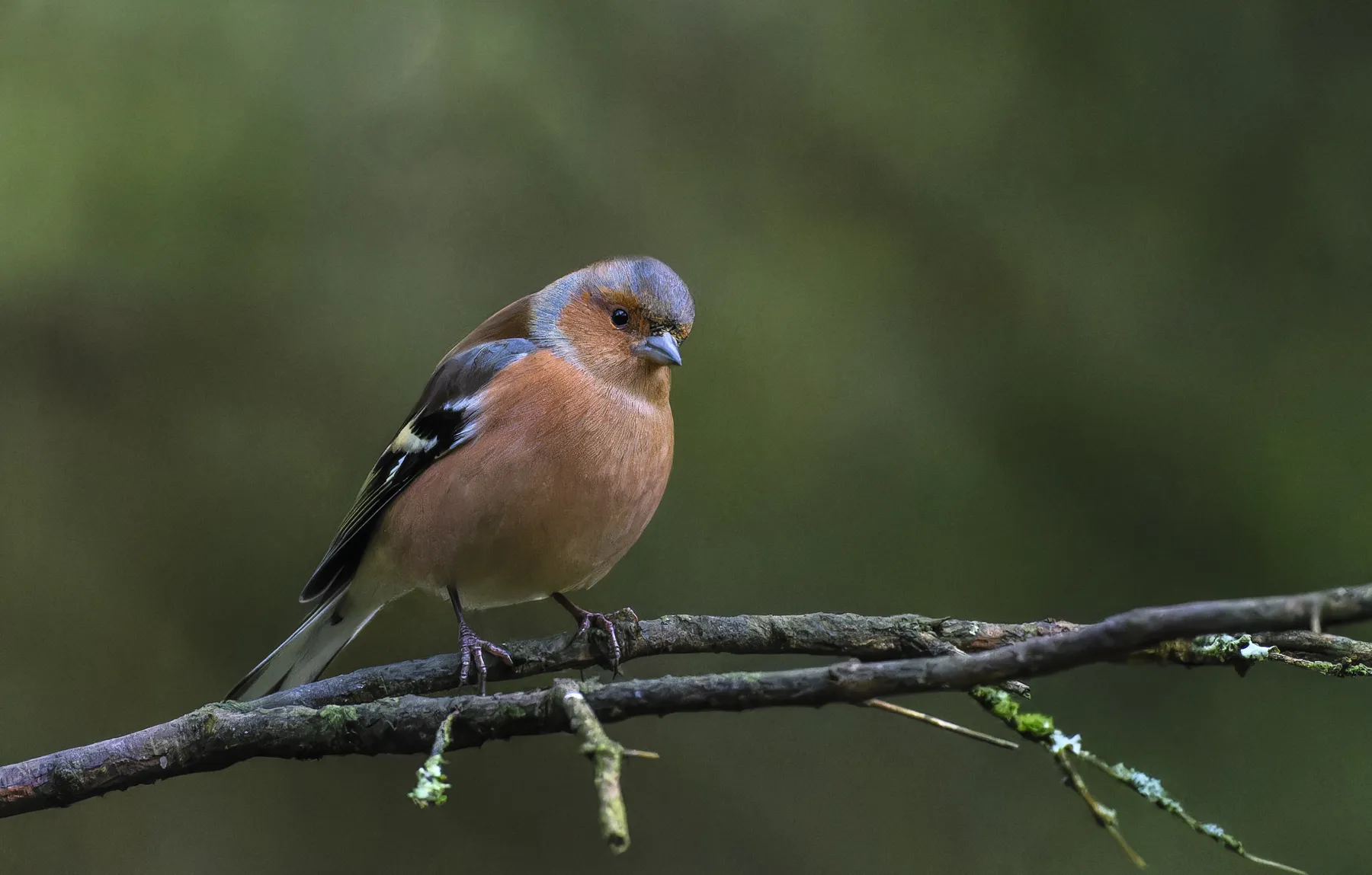 Garden and Woodland Birds