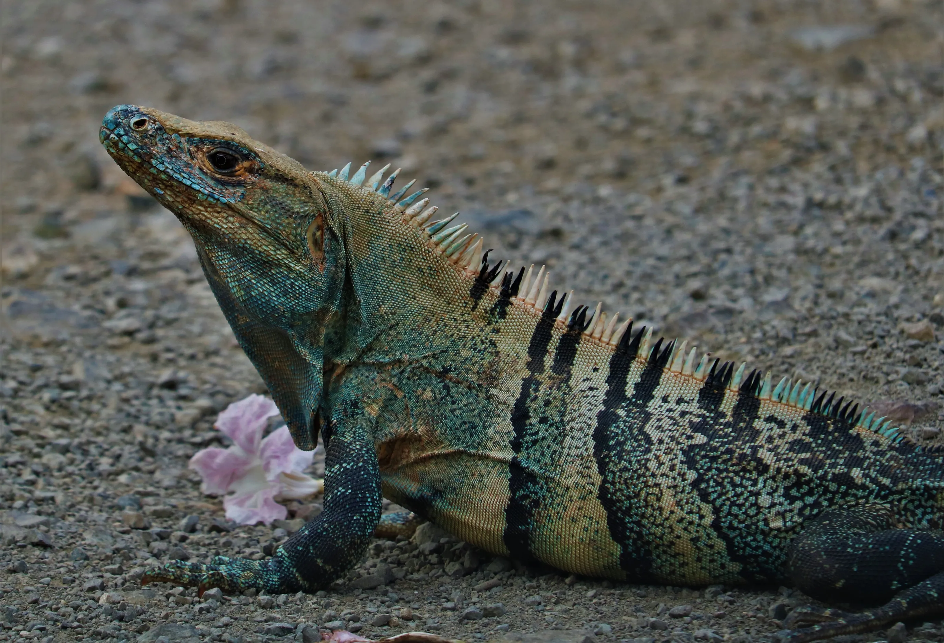 Wild Lizards (in colour)