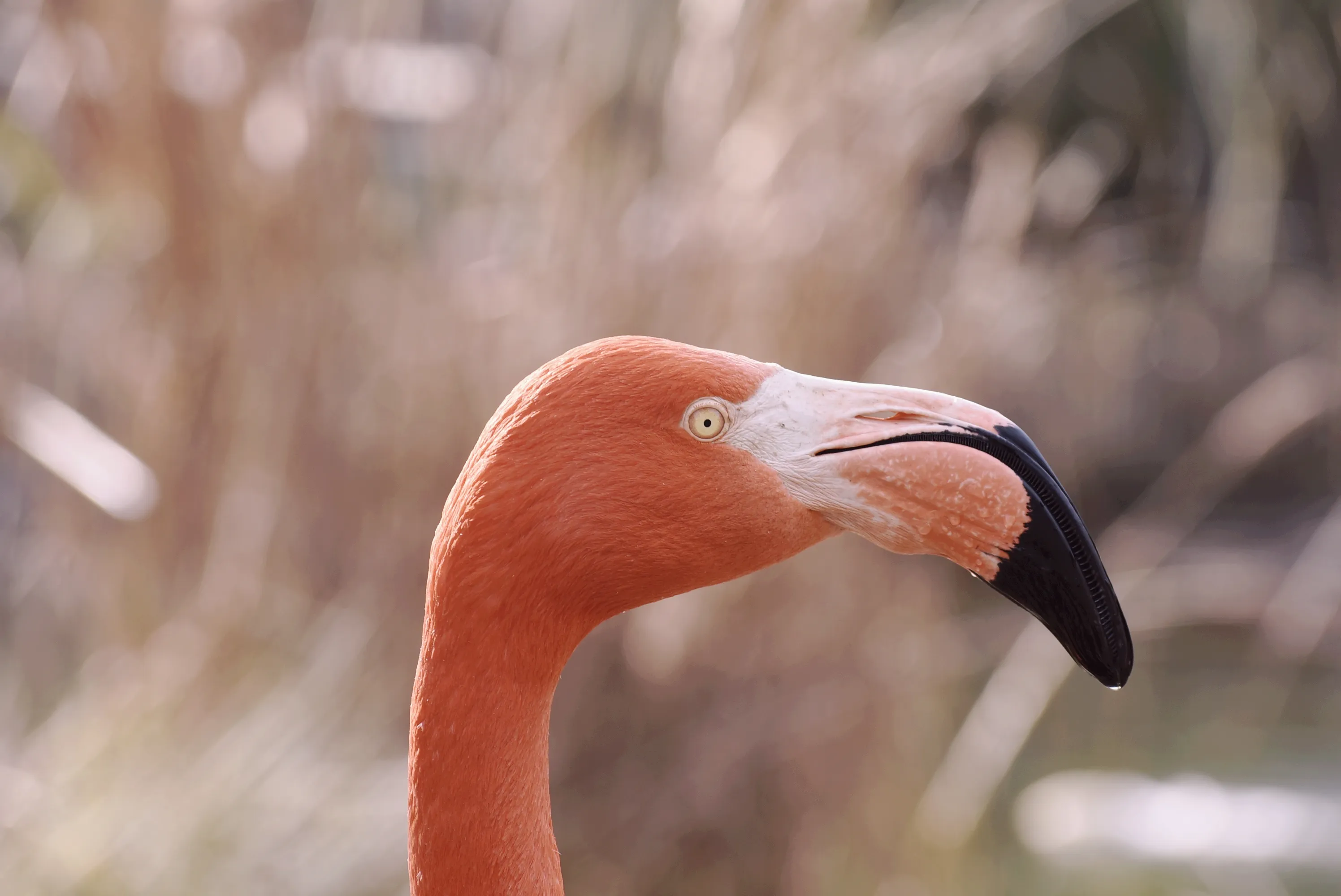 Flamingos (in colour)