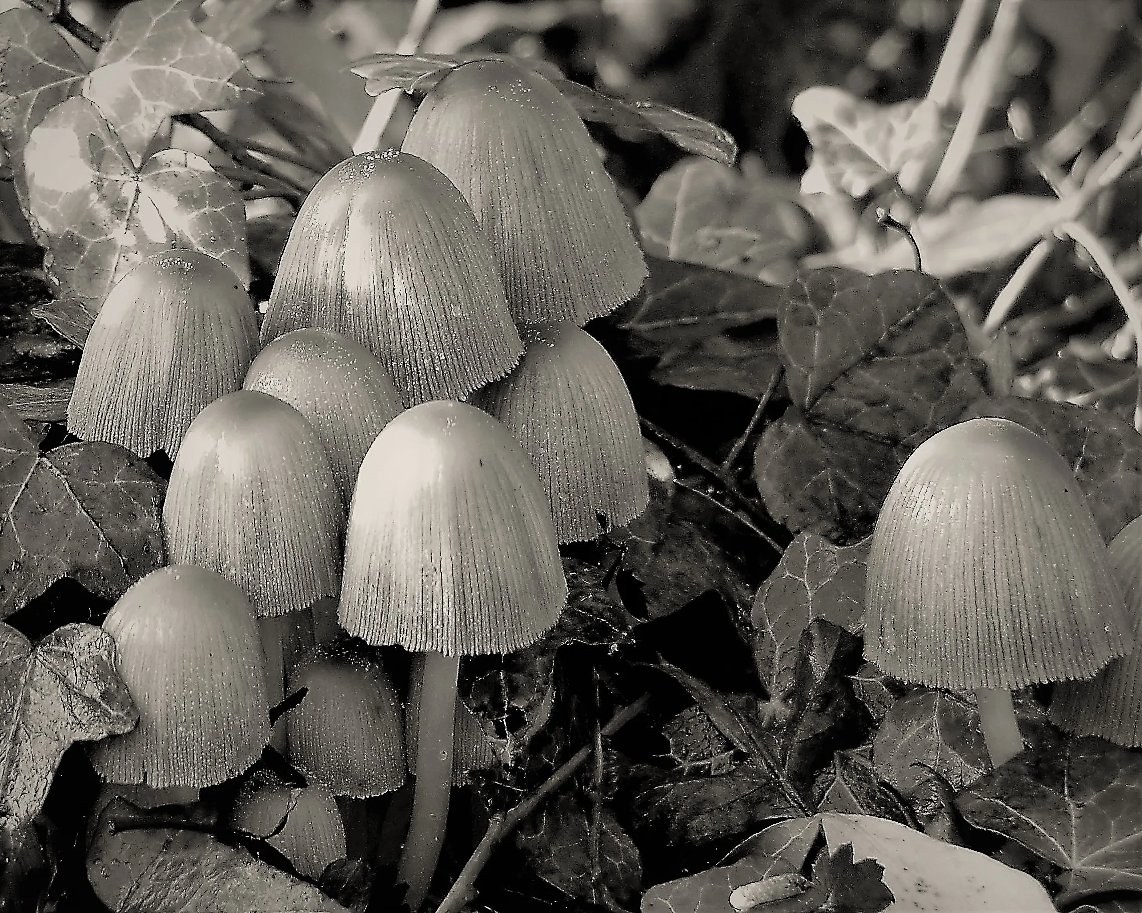 Details in the Natural World in Black and White