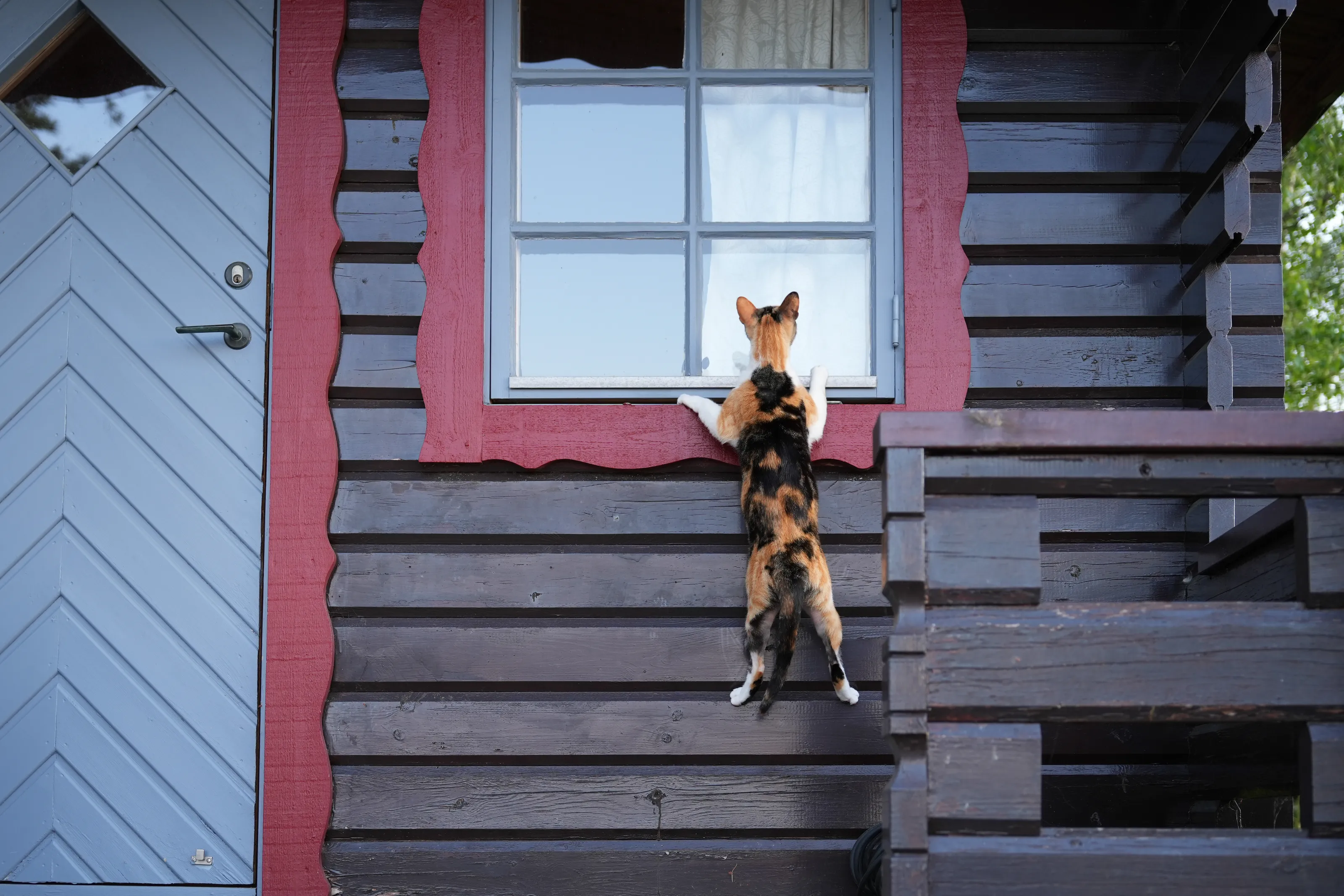 Cats Looking Through a Window
