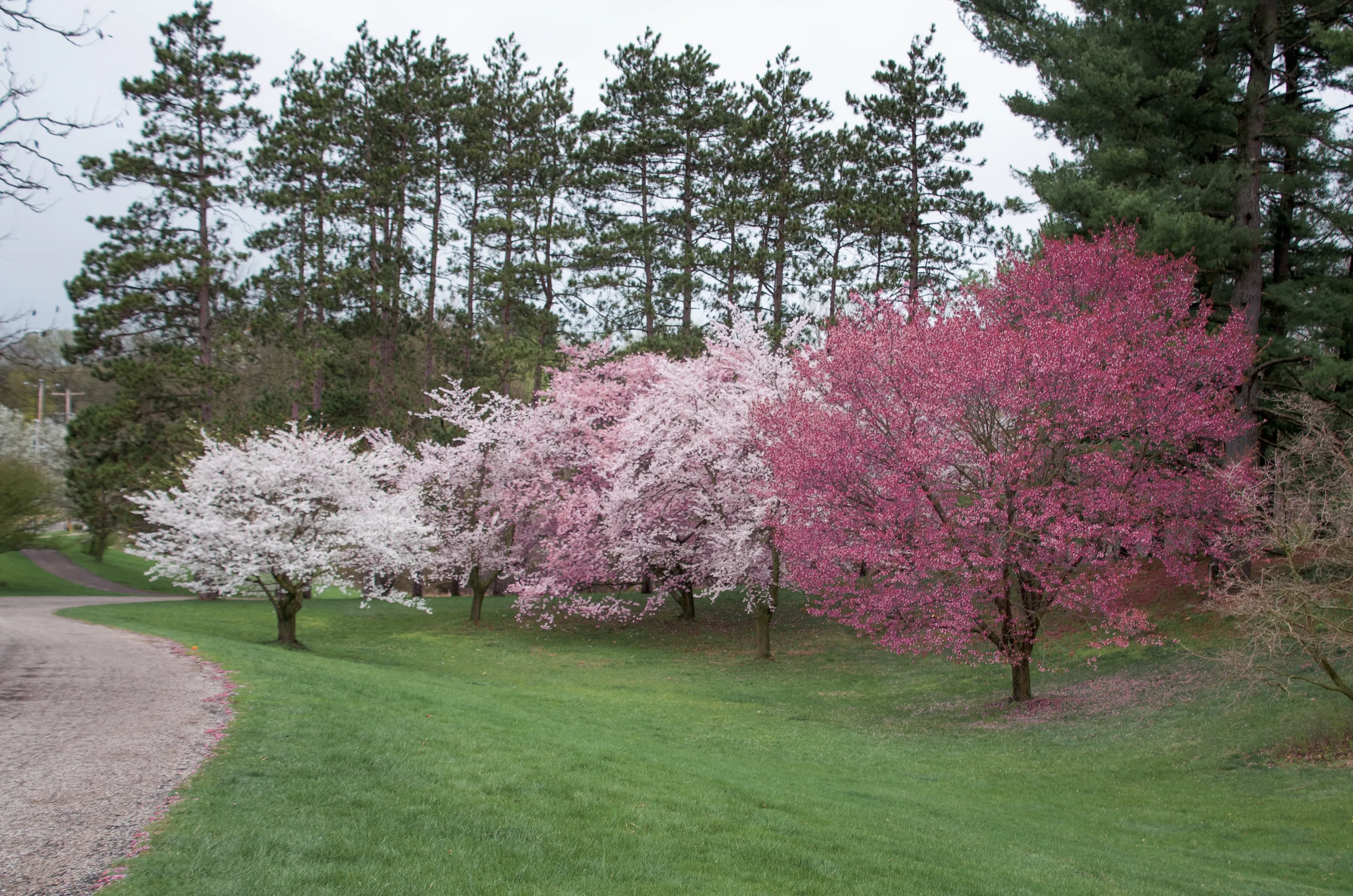 Entire Trees in Blossom (in colour)