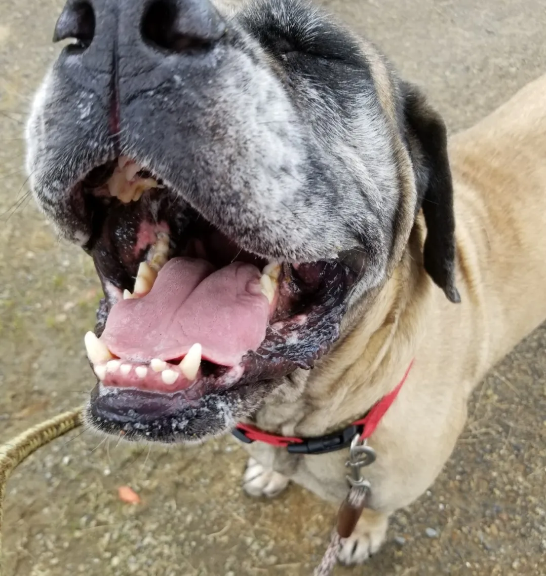 Animal's Tongues (not humans)