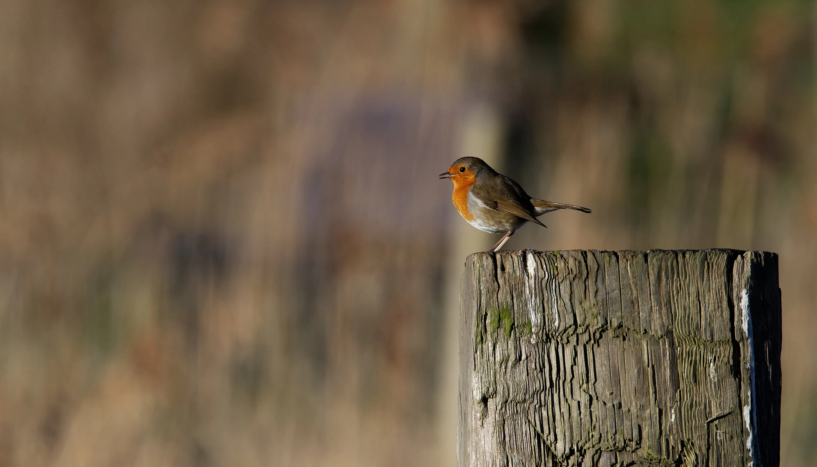 Just Robins (in colour)