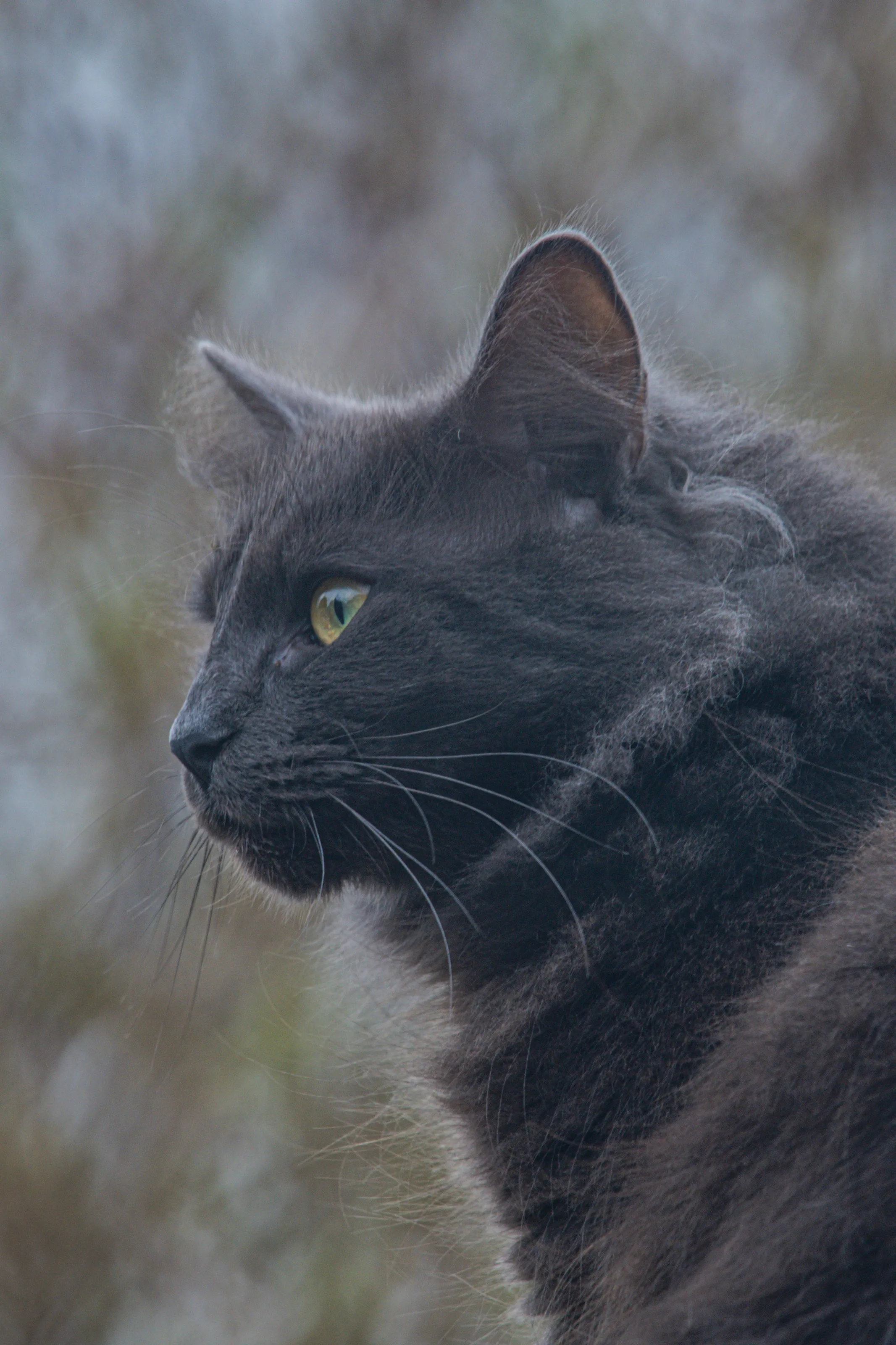 Headshot Portraits of Domestic Cats