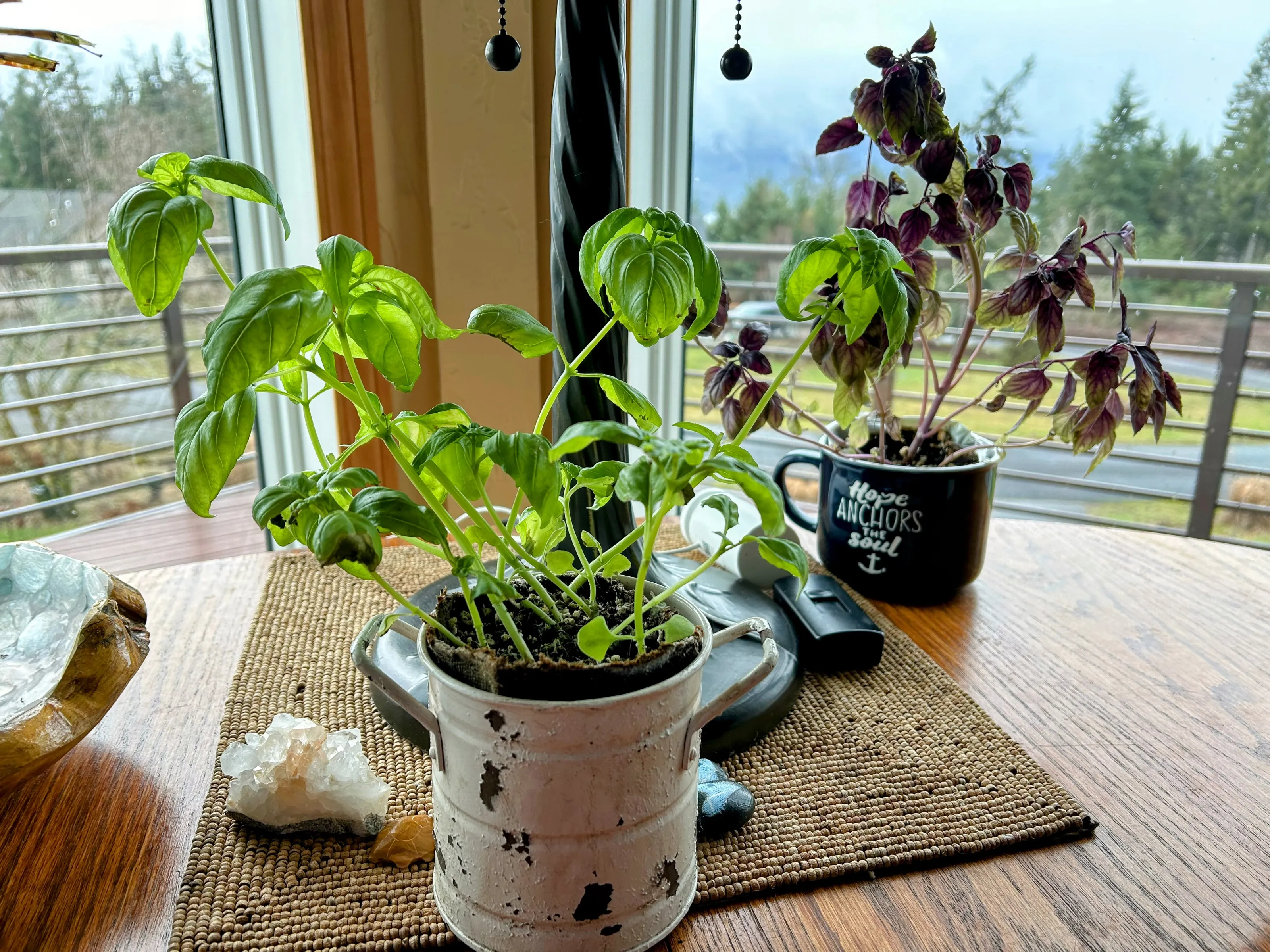 Basil