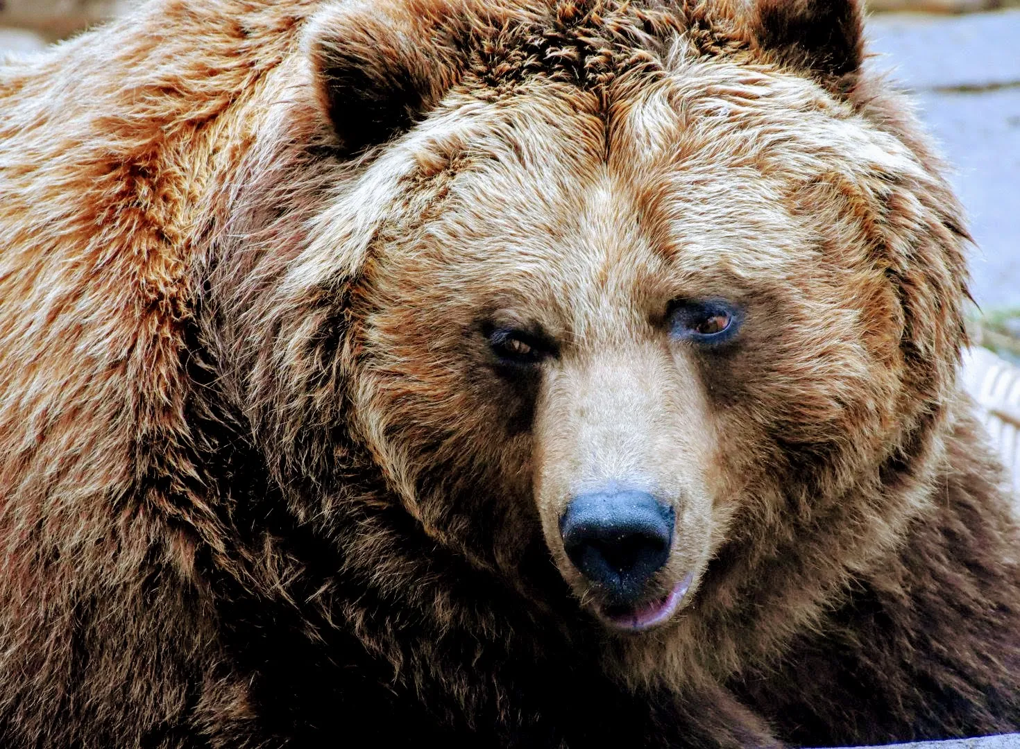 Bears