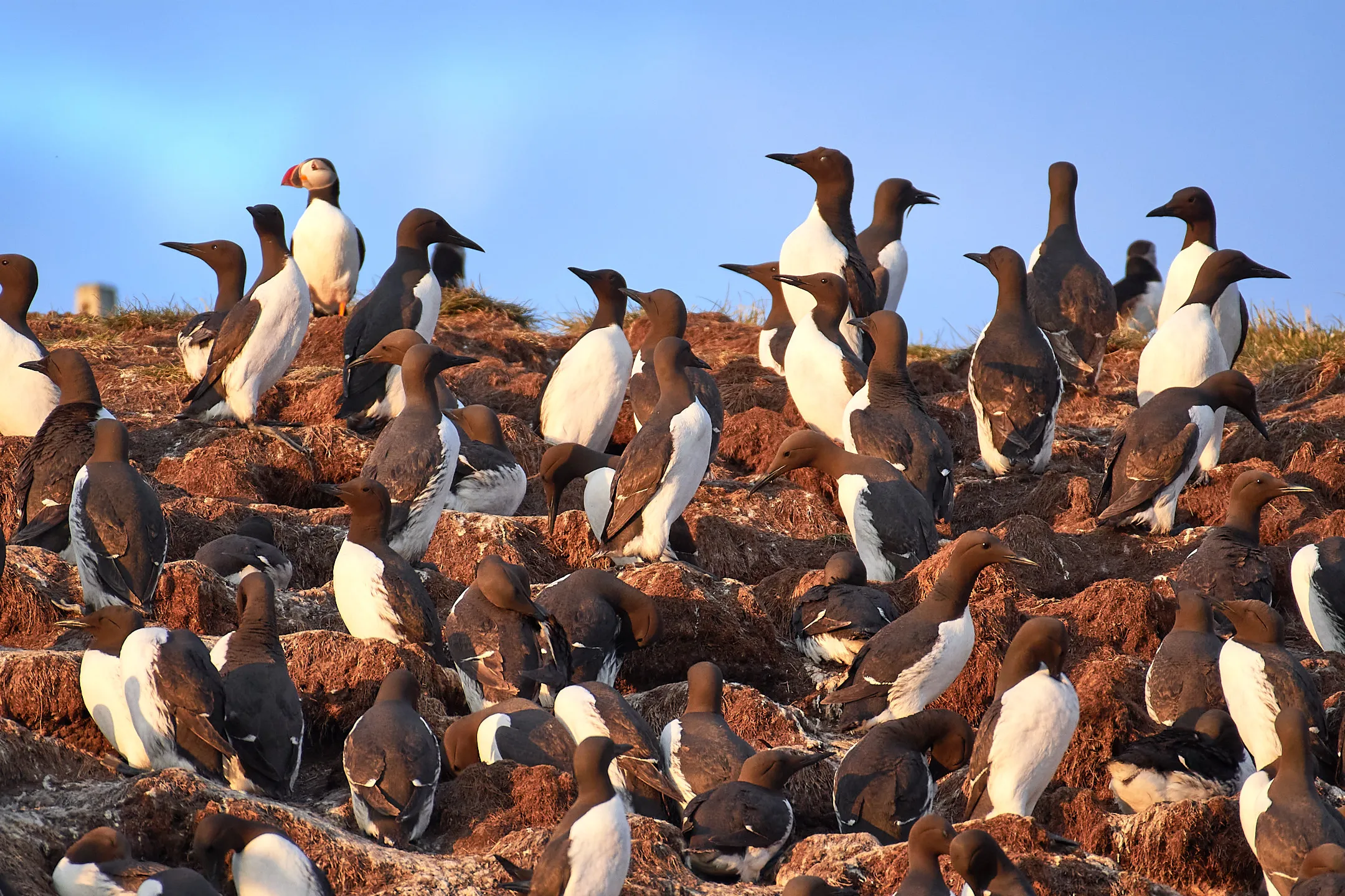 Puffins, Guillemots and Razorbills (no penguins)