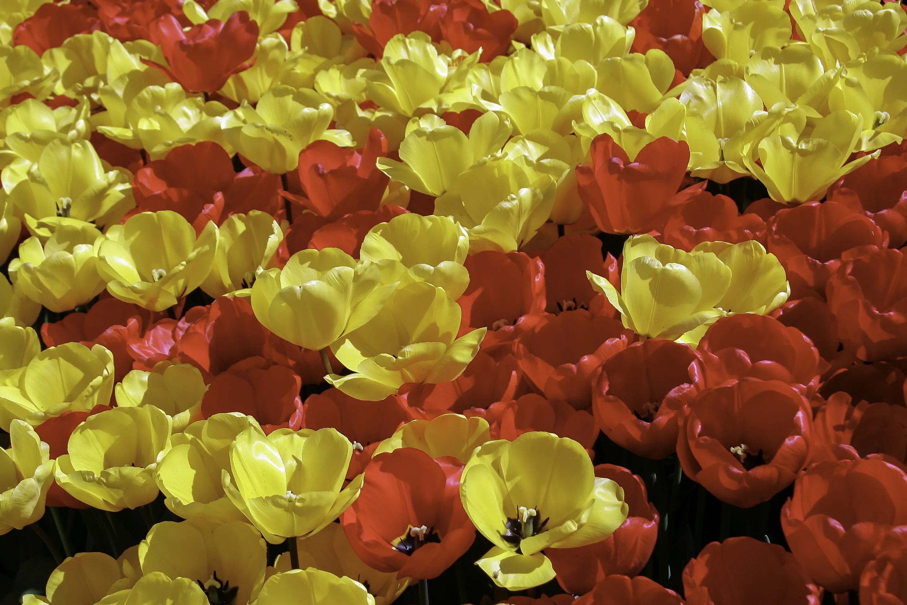 Tulips (in colour)