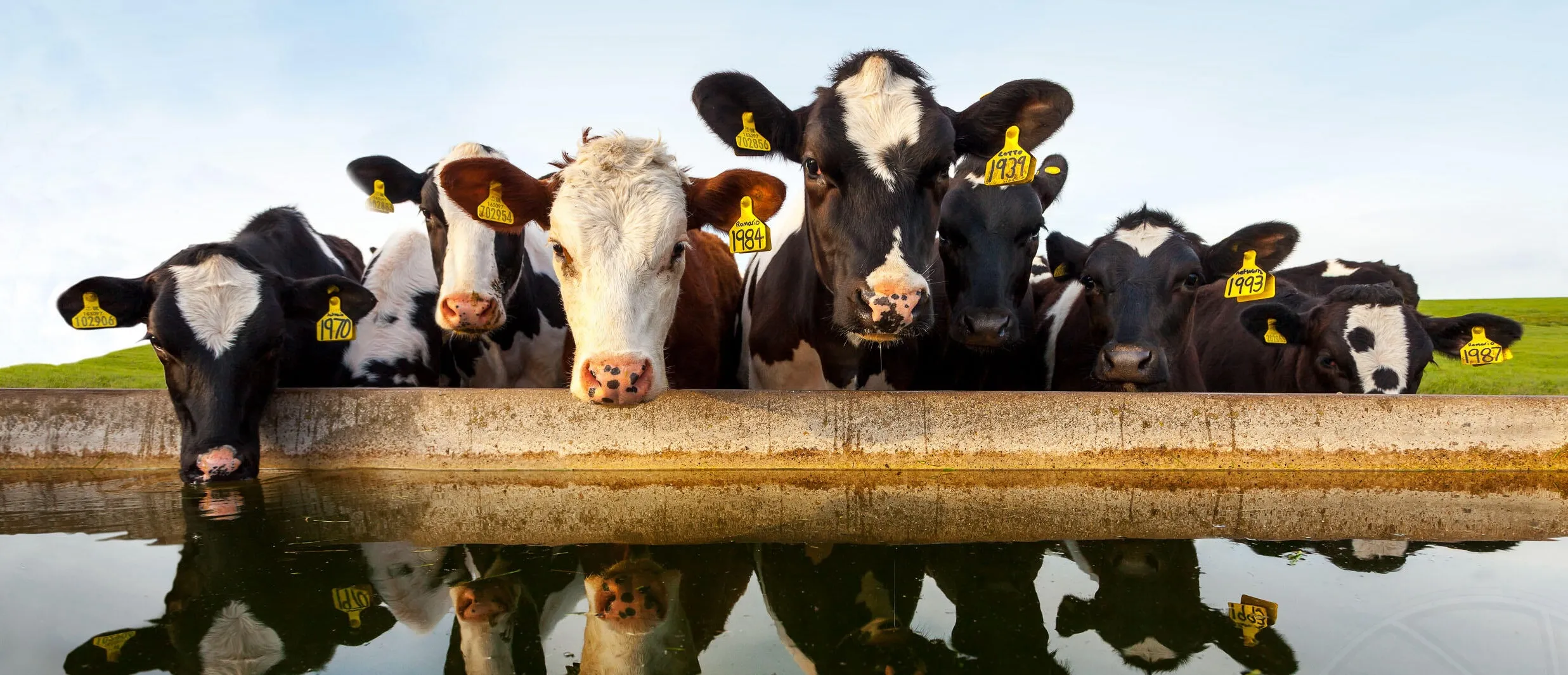 Farm Animals