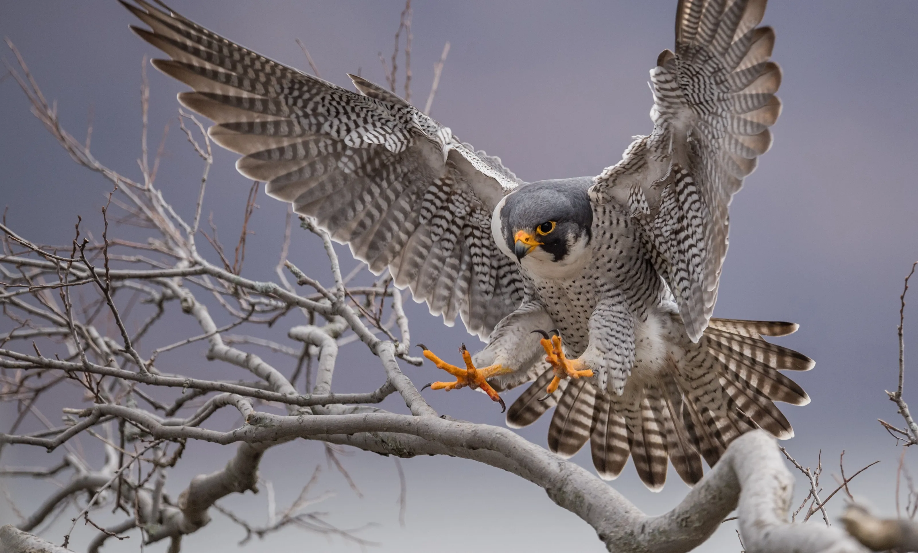 Birds of Prey